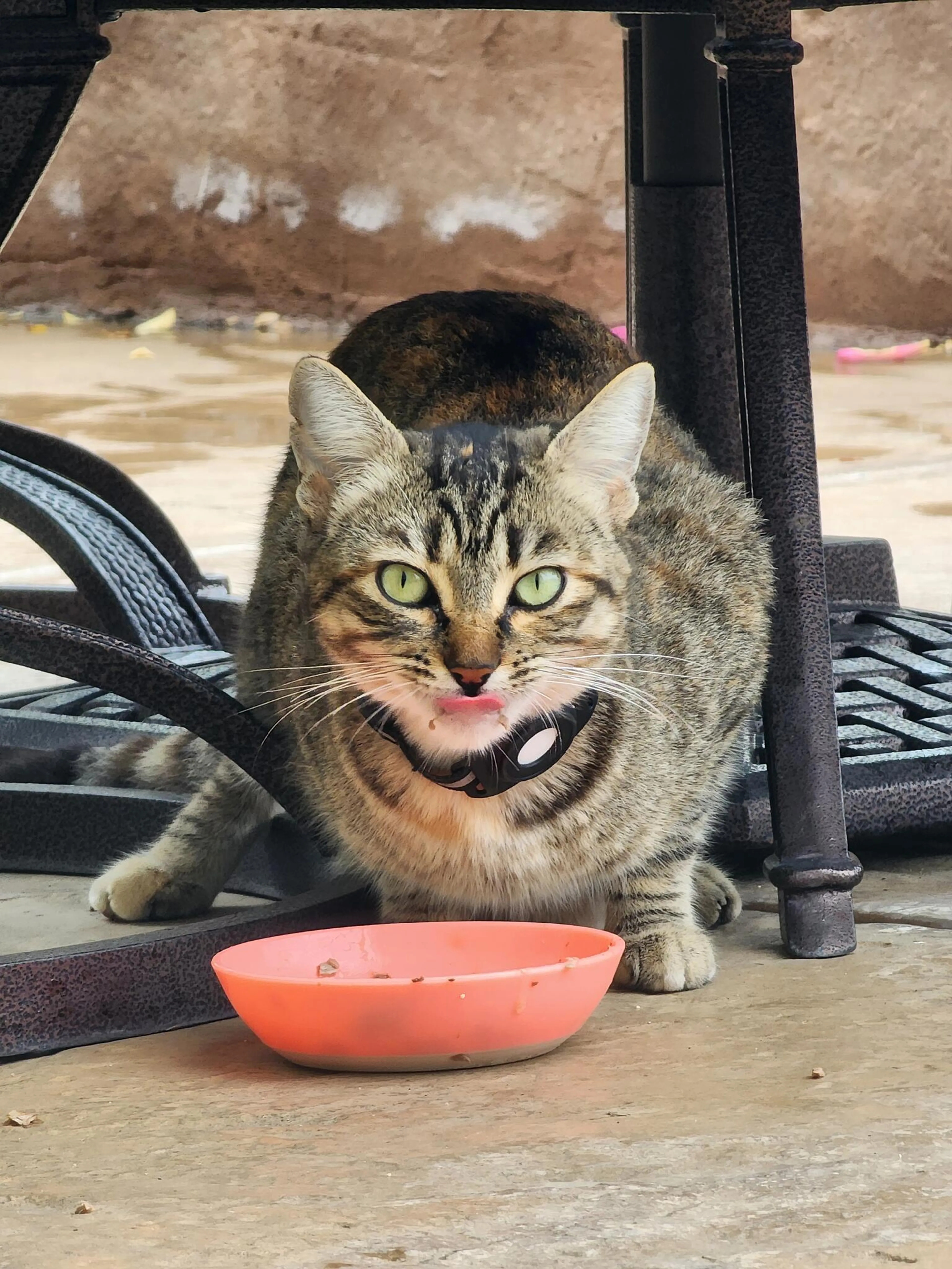 Found pet