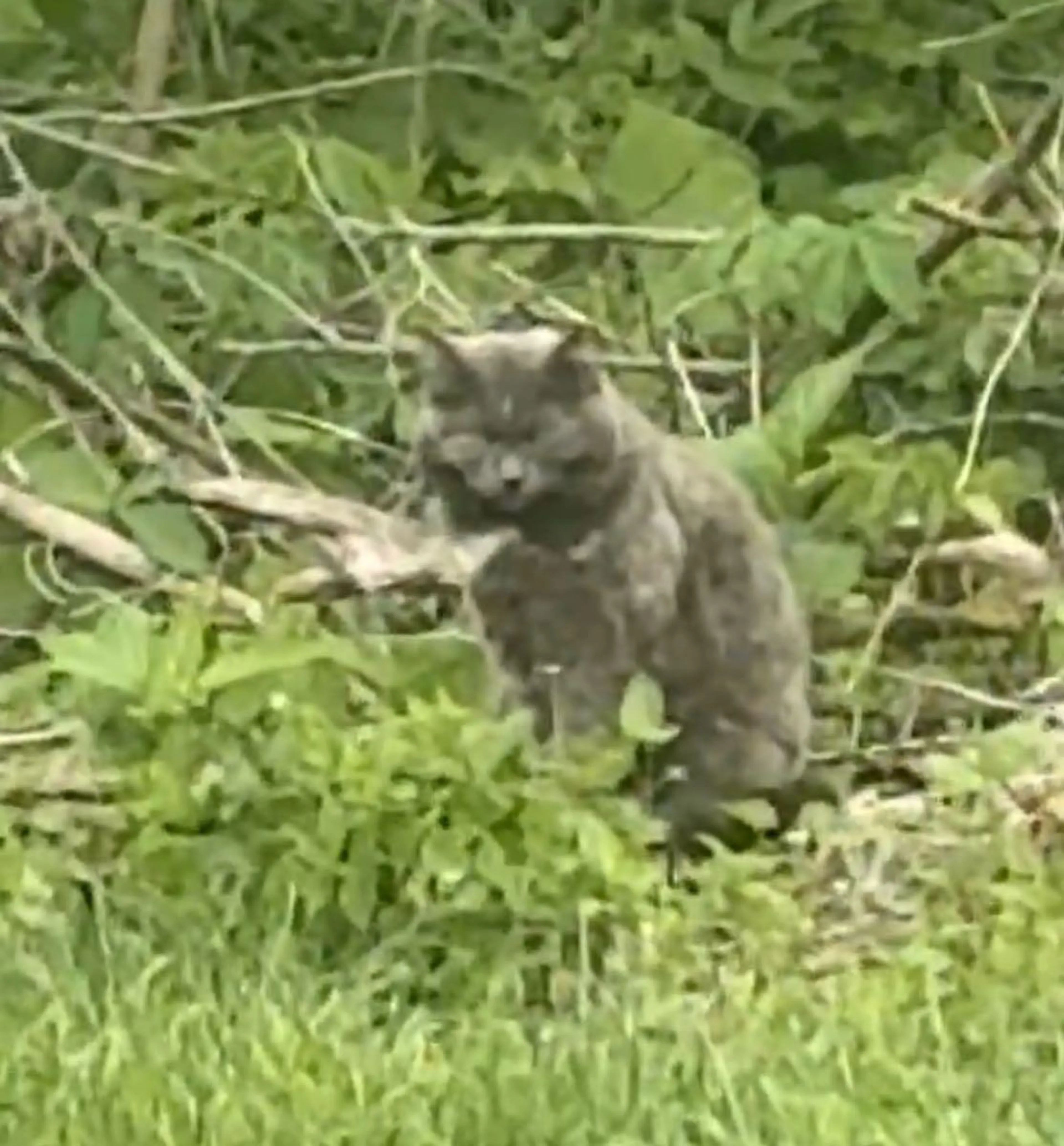 Found pet