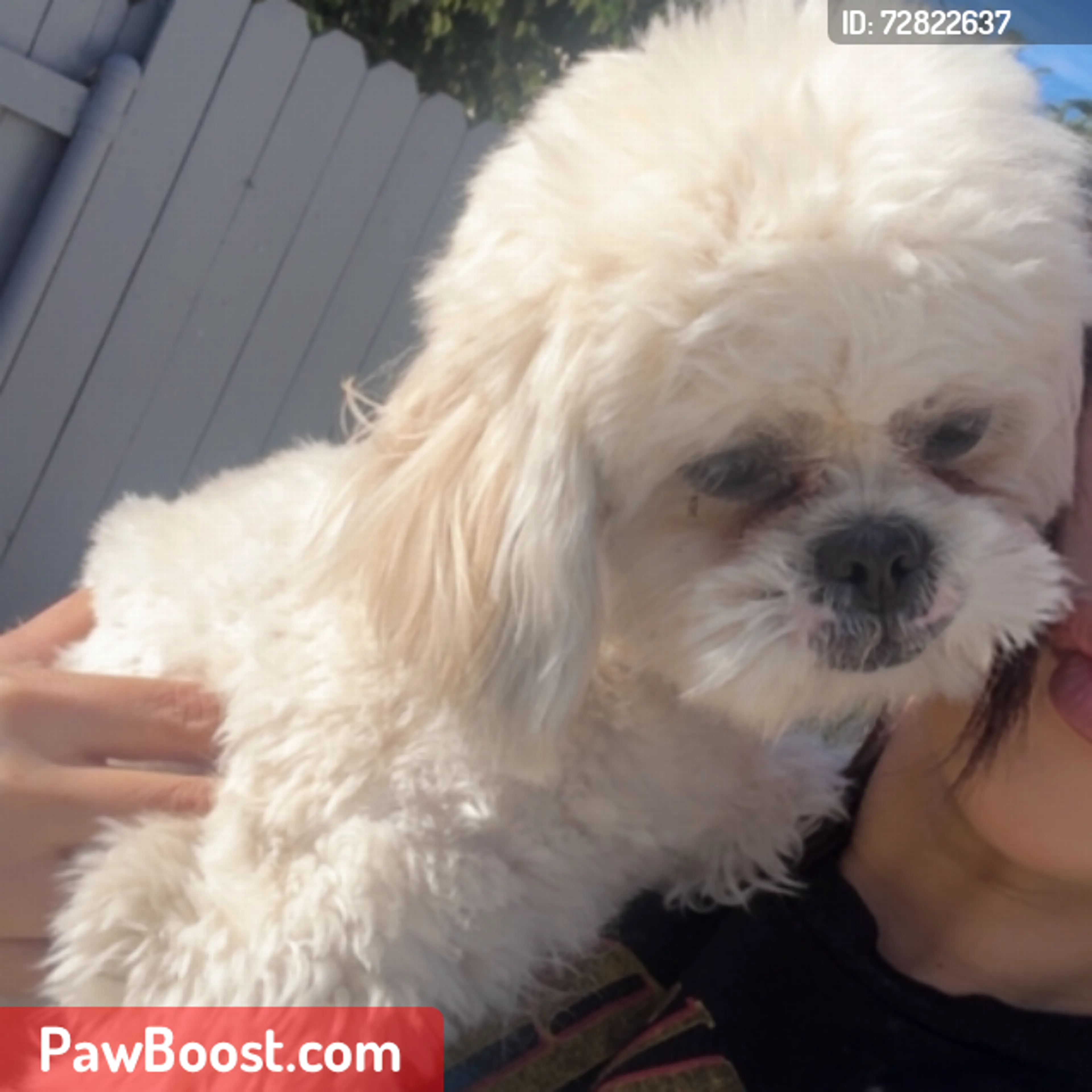 Lost pet