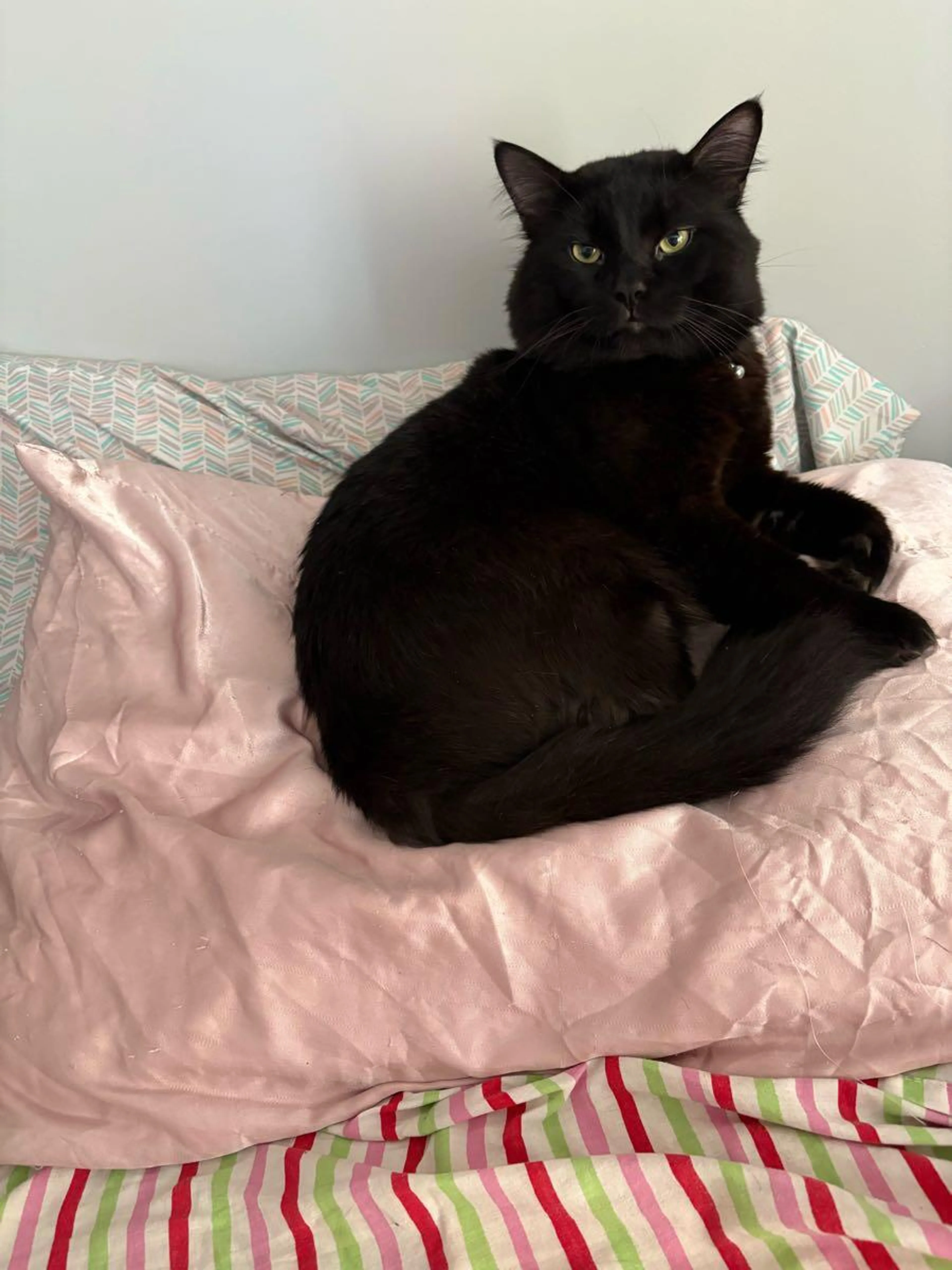 Lost pet
