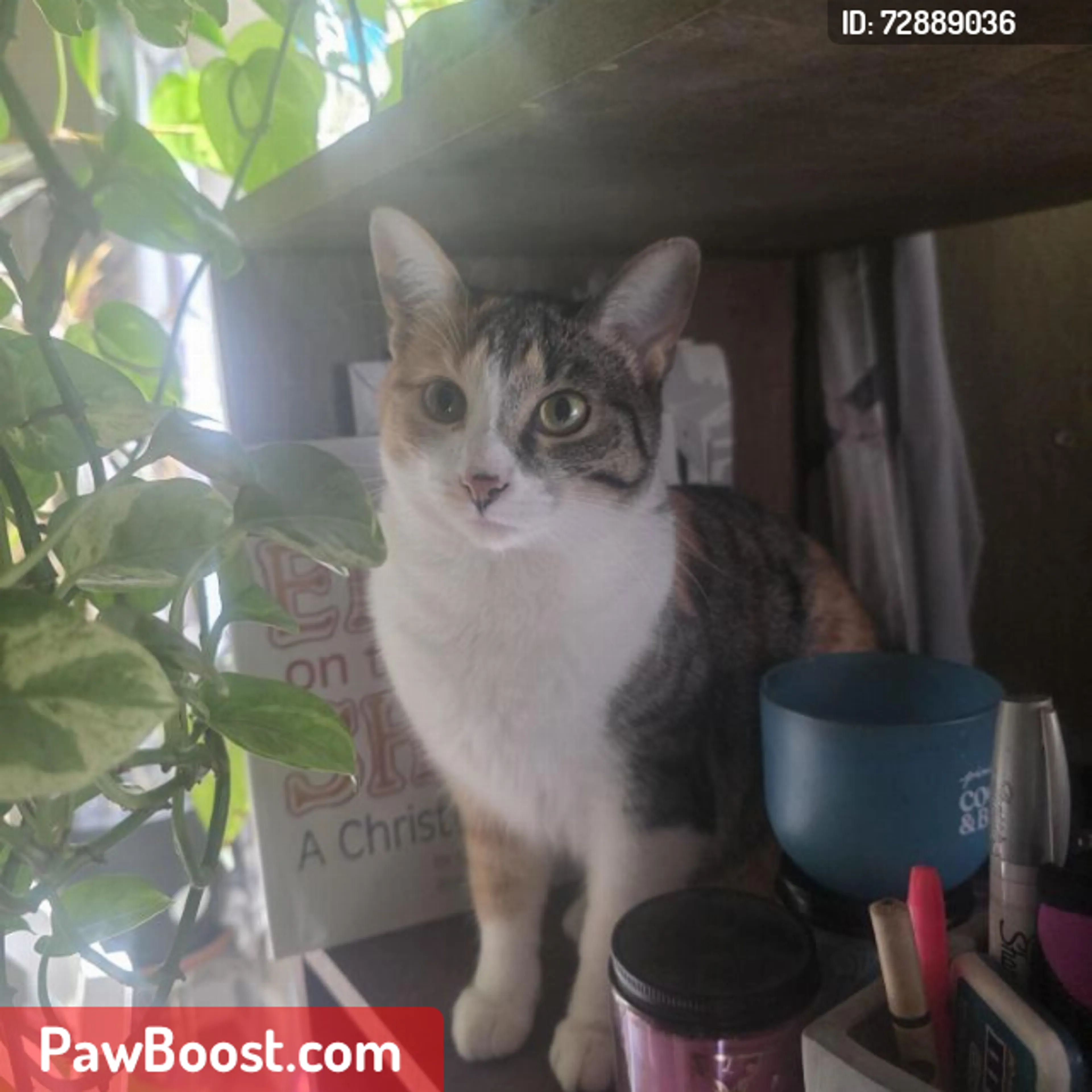 Lost pet