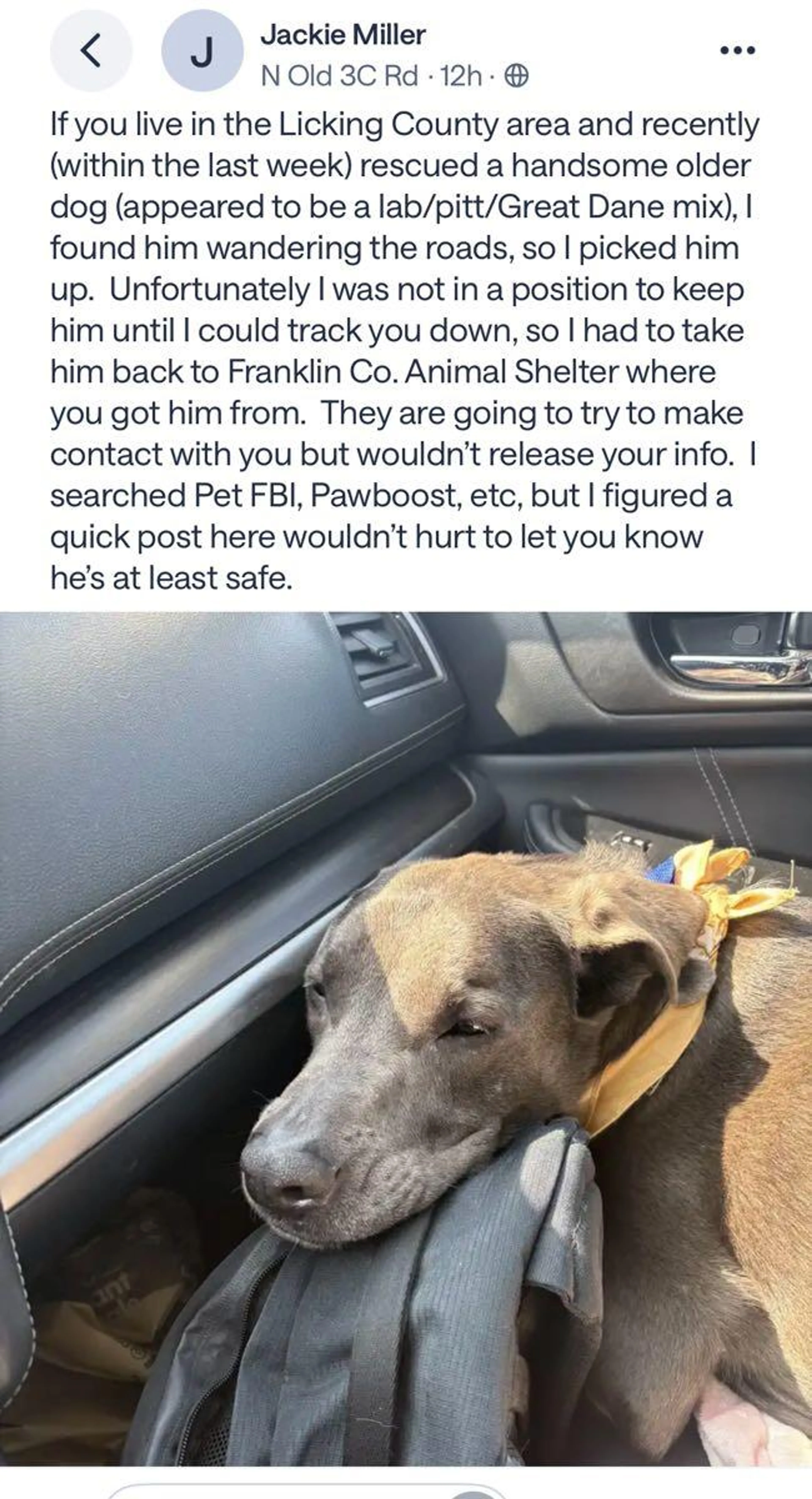 Found pet