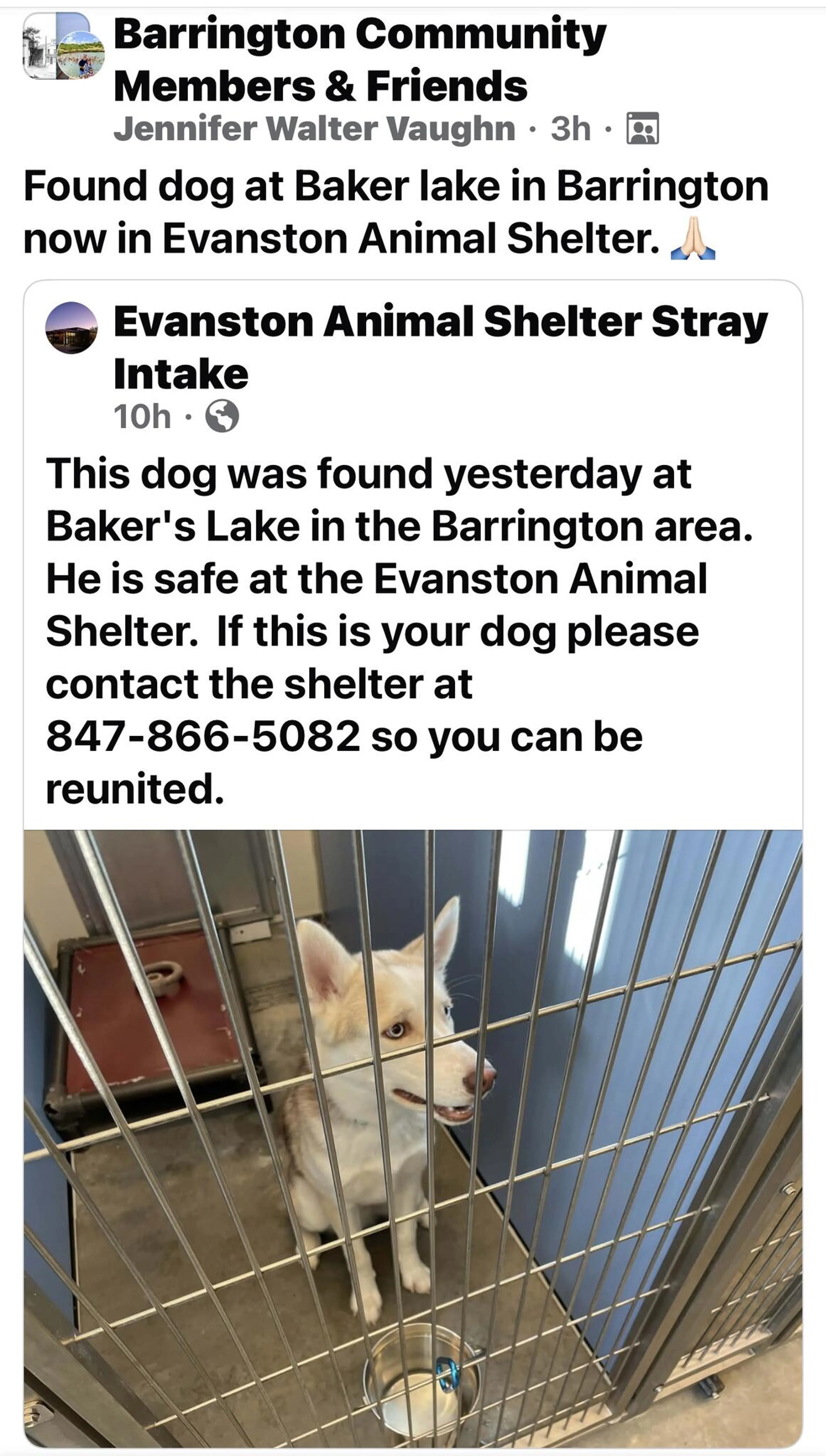 Found pet
