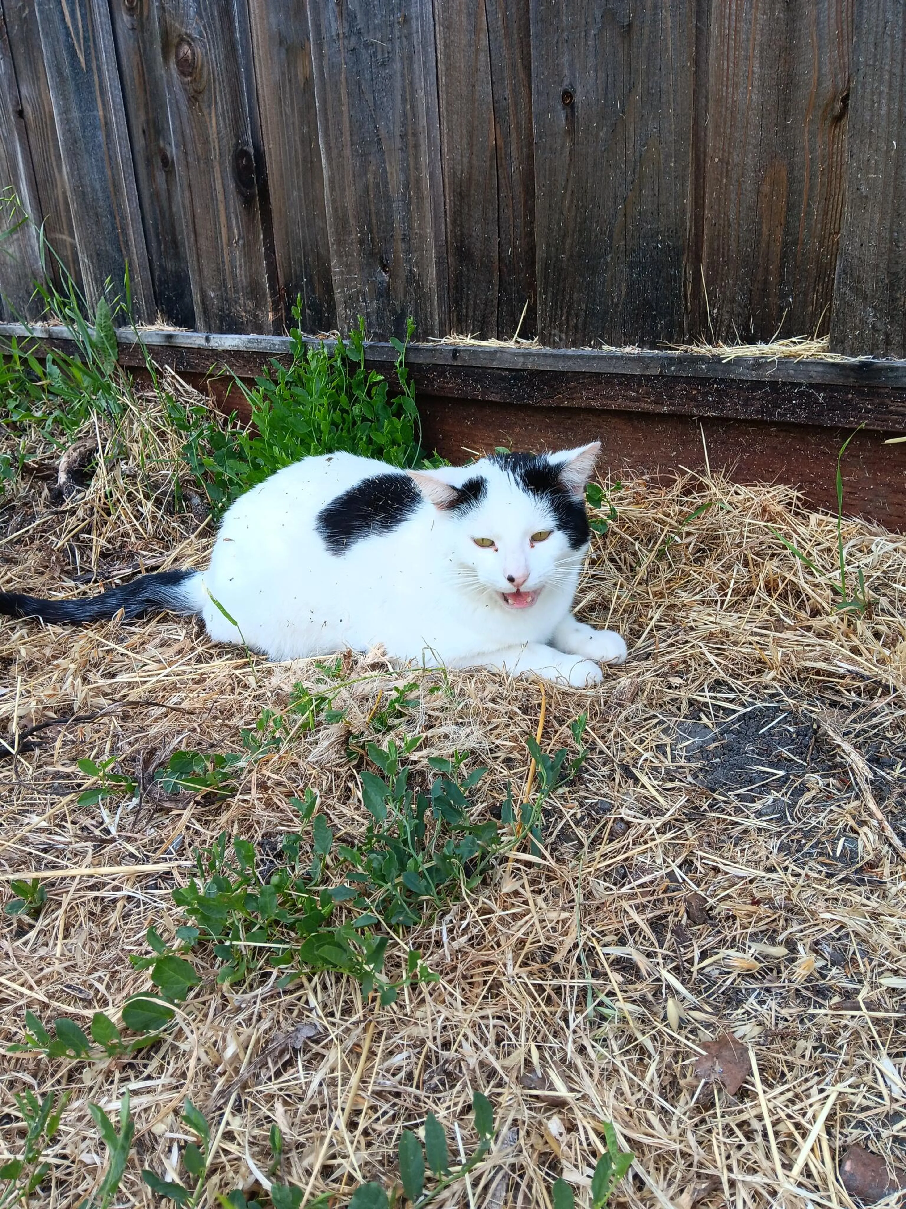 Lost pet