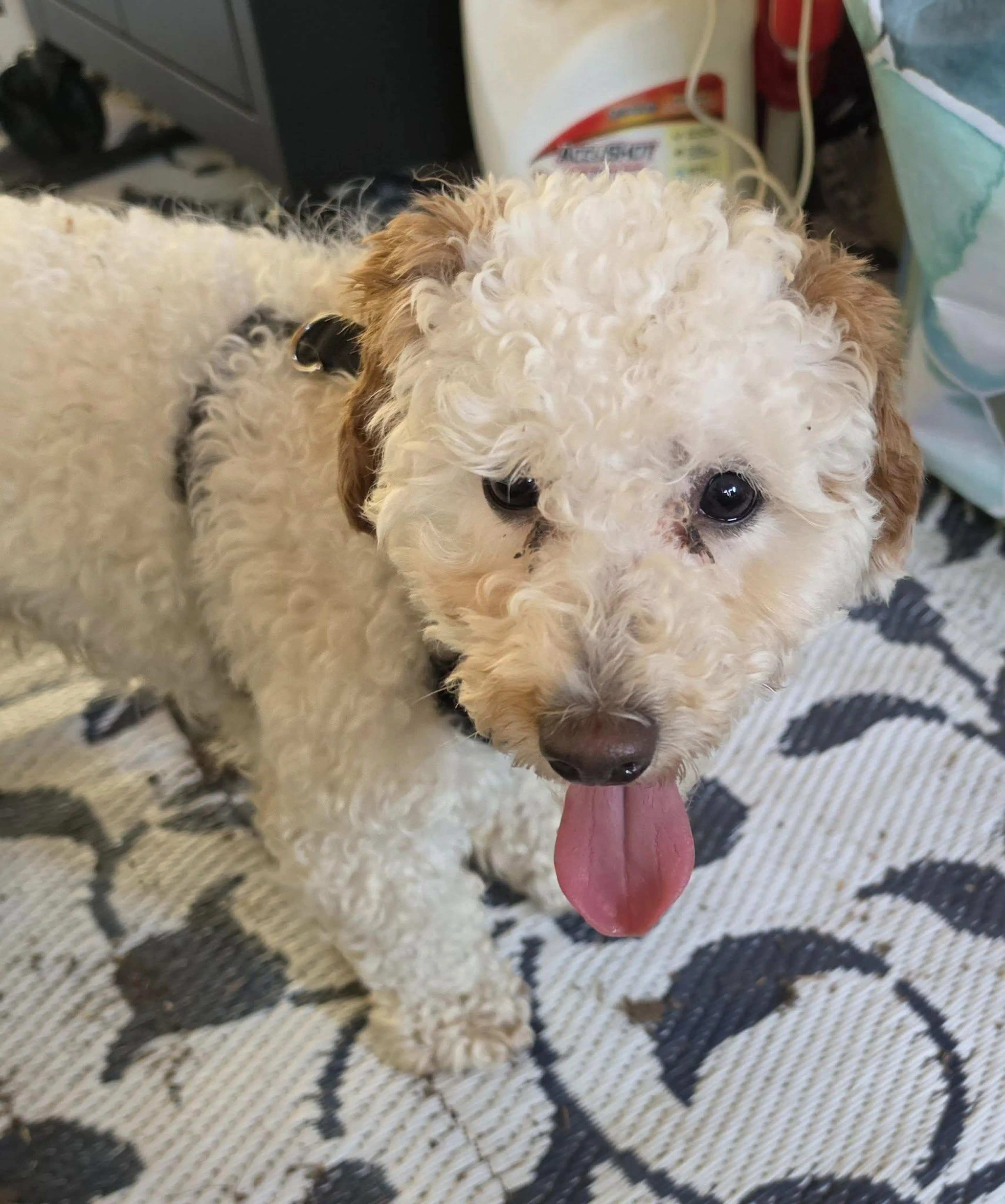 Found pet