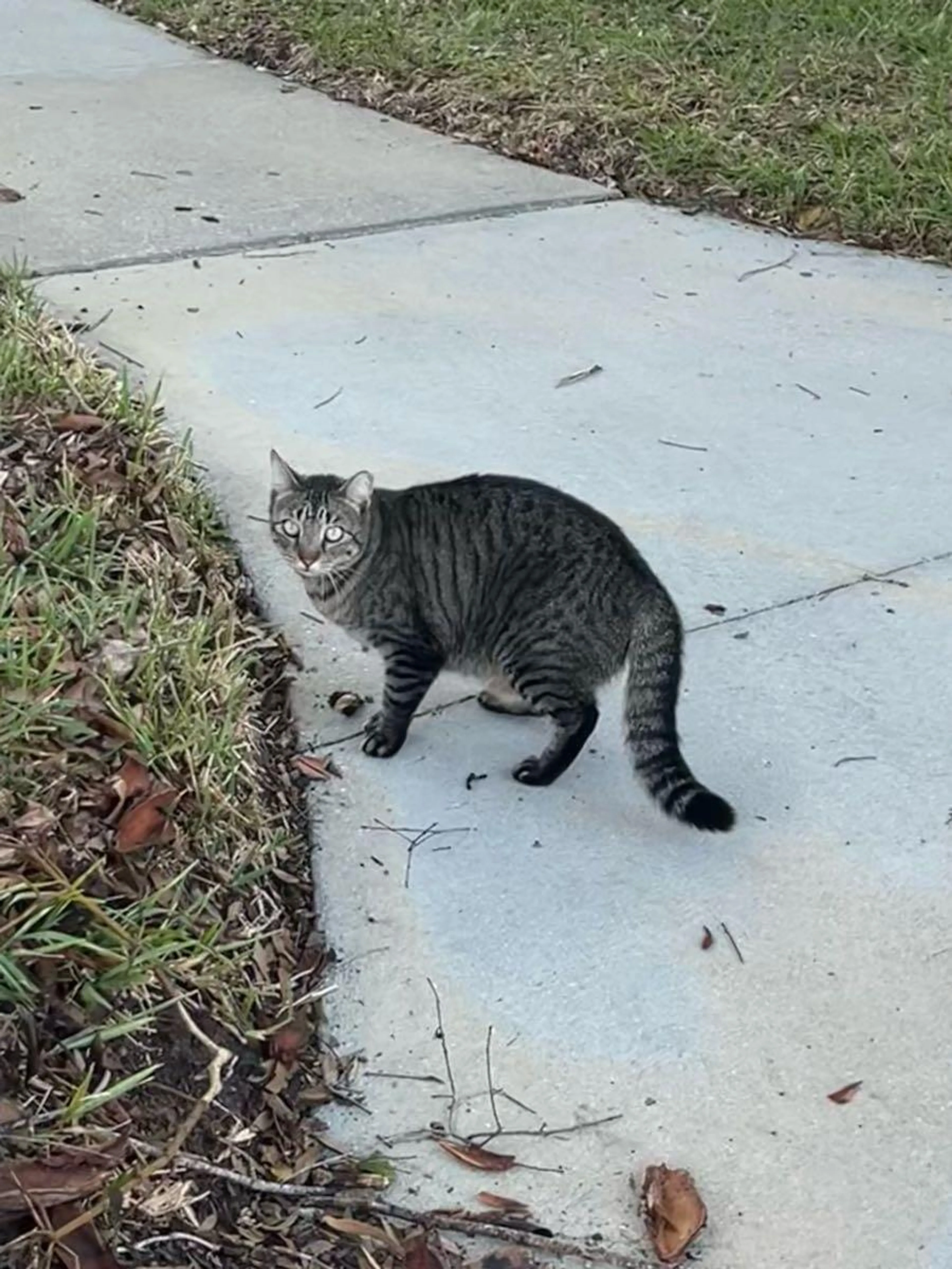 Found pet