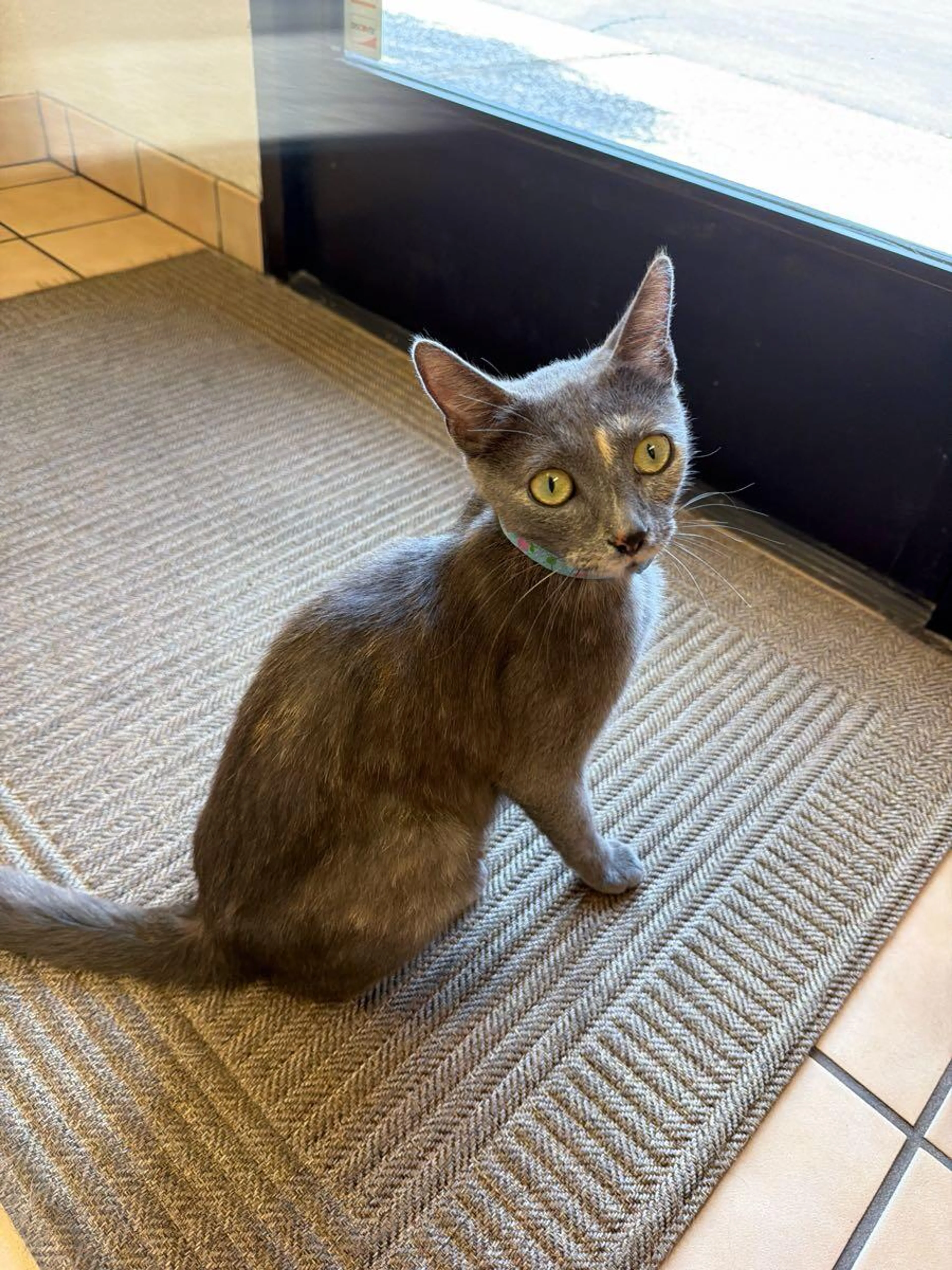 Found pet