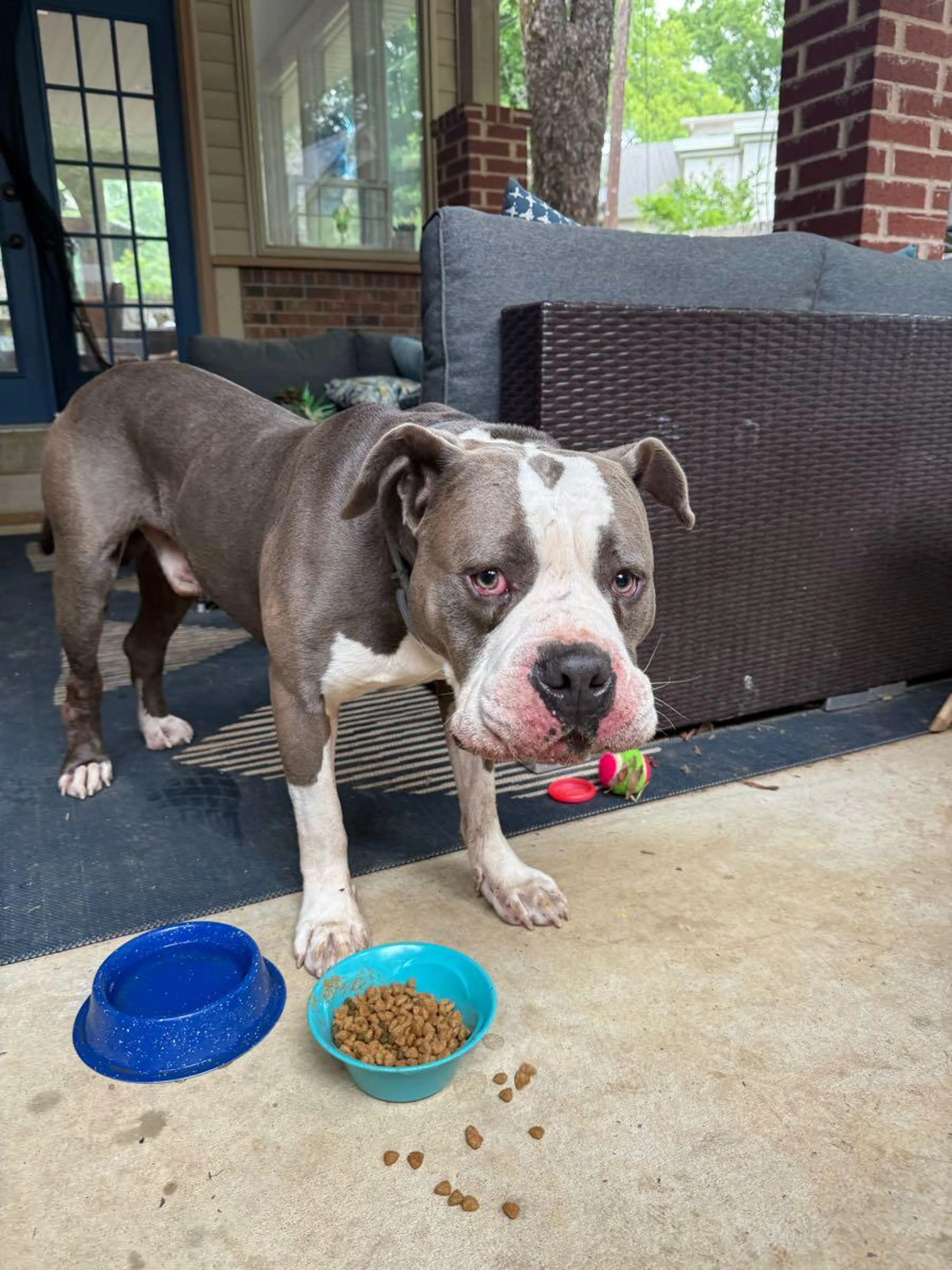 Found pet