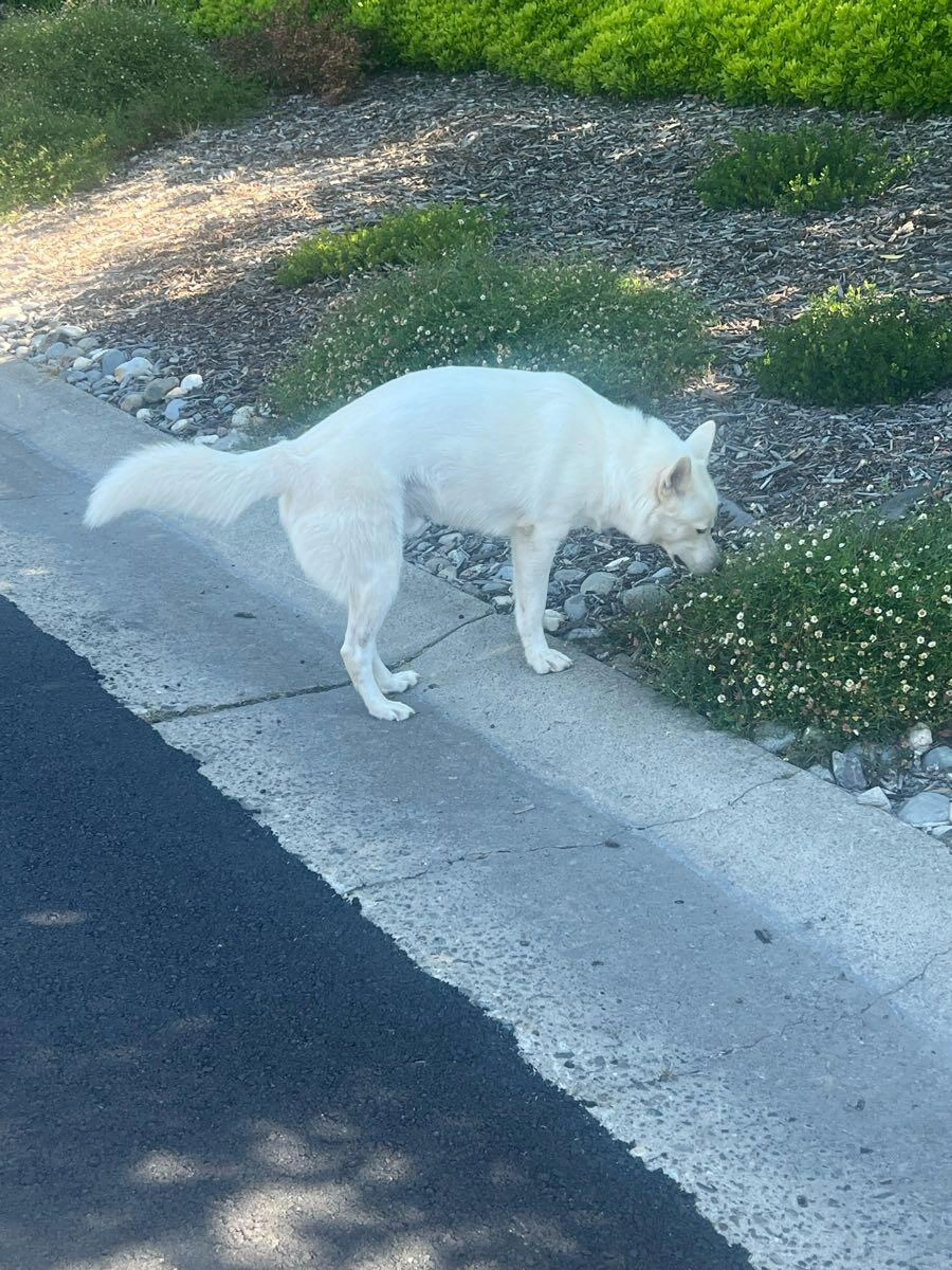 Found pet