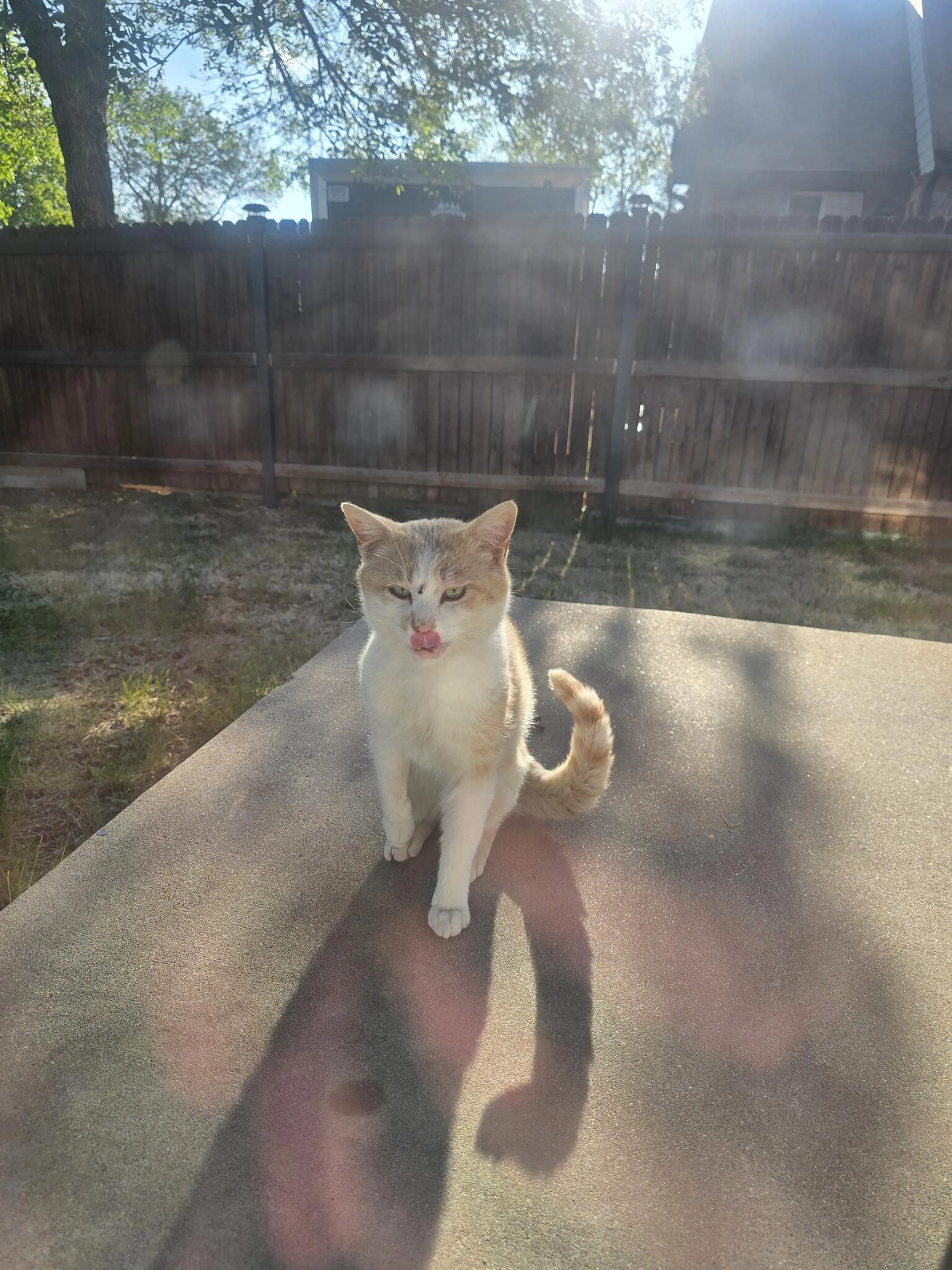 Found pet
