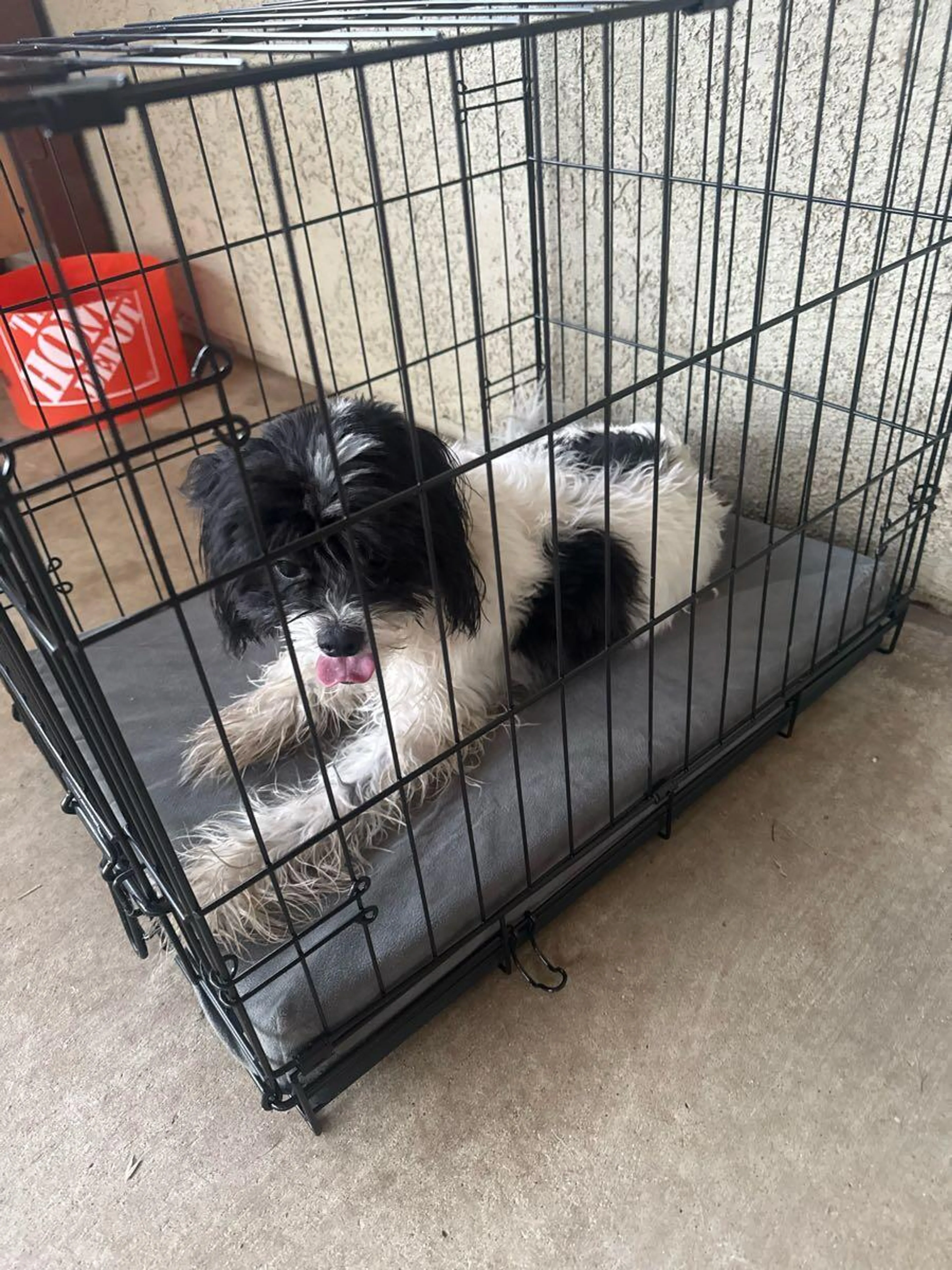 Lost pet
