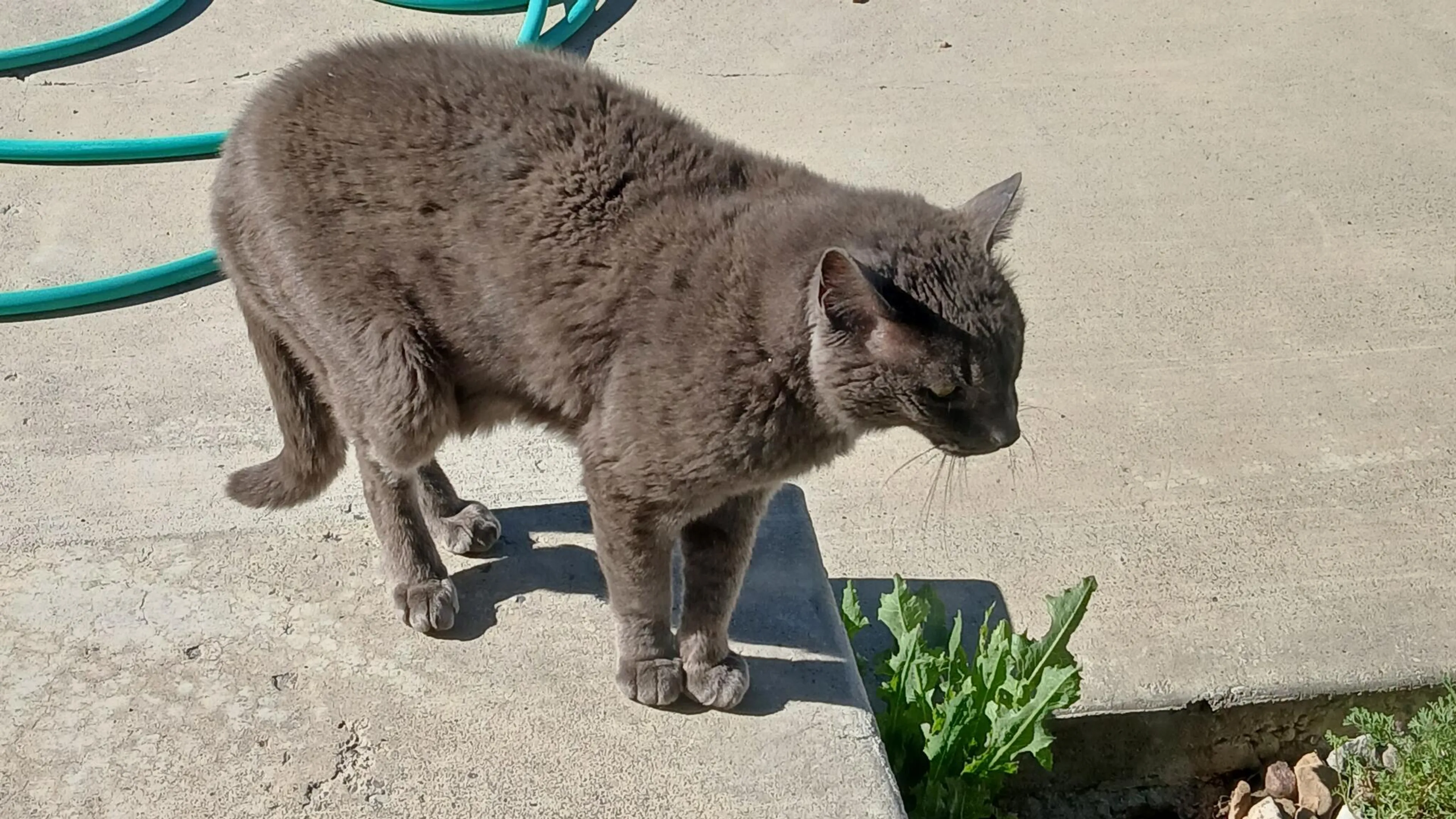 Found pet