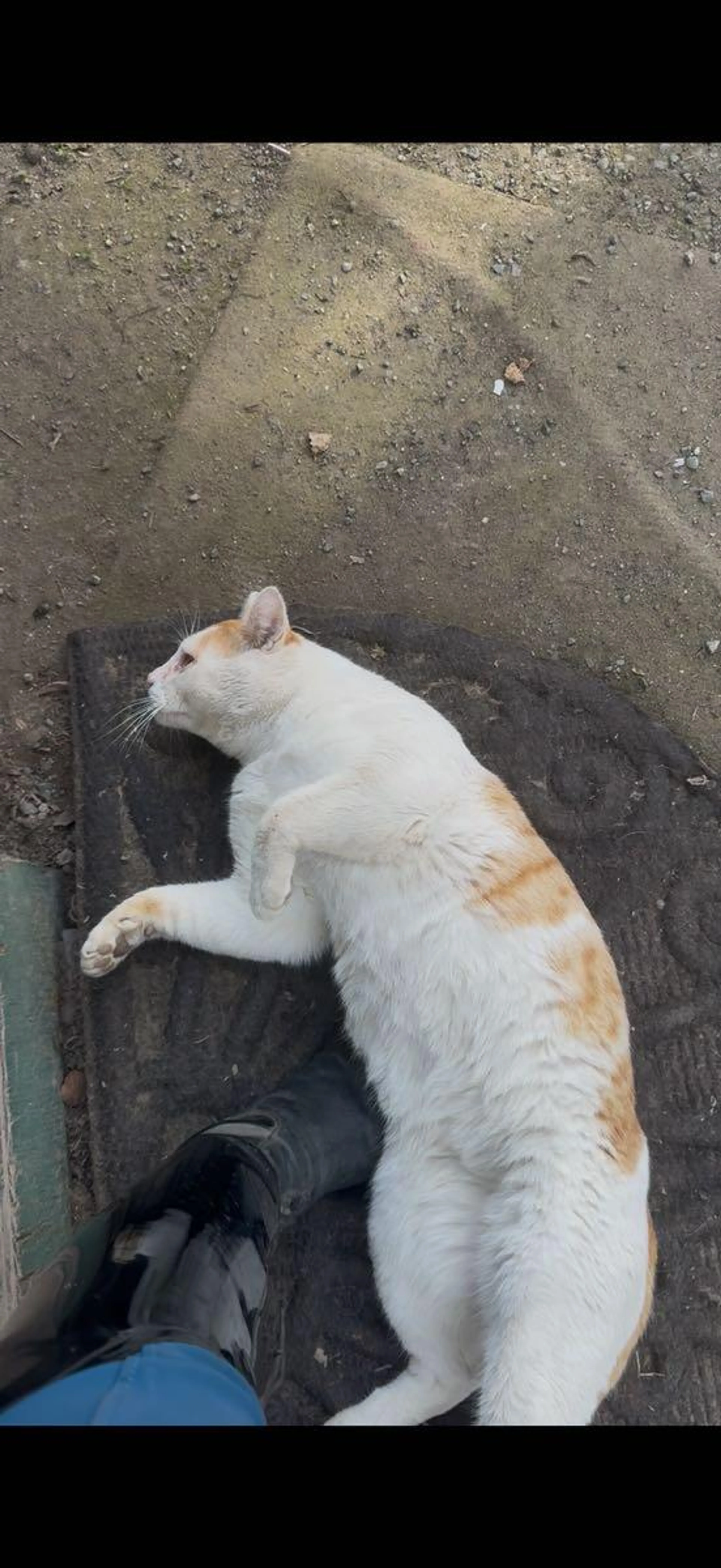 Lost pet