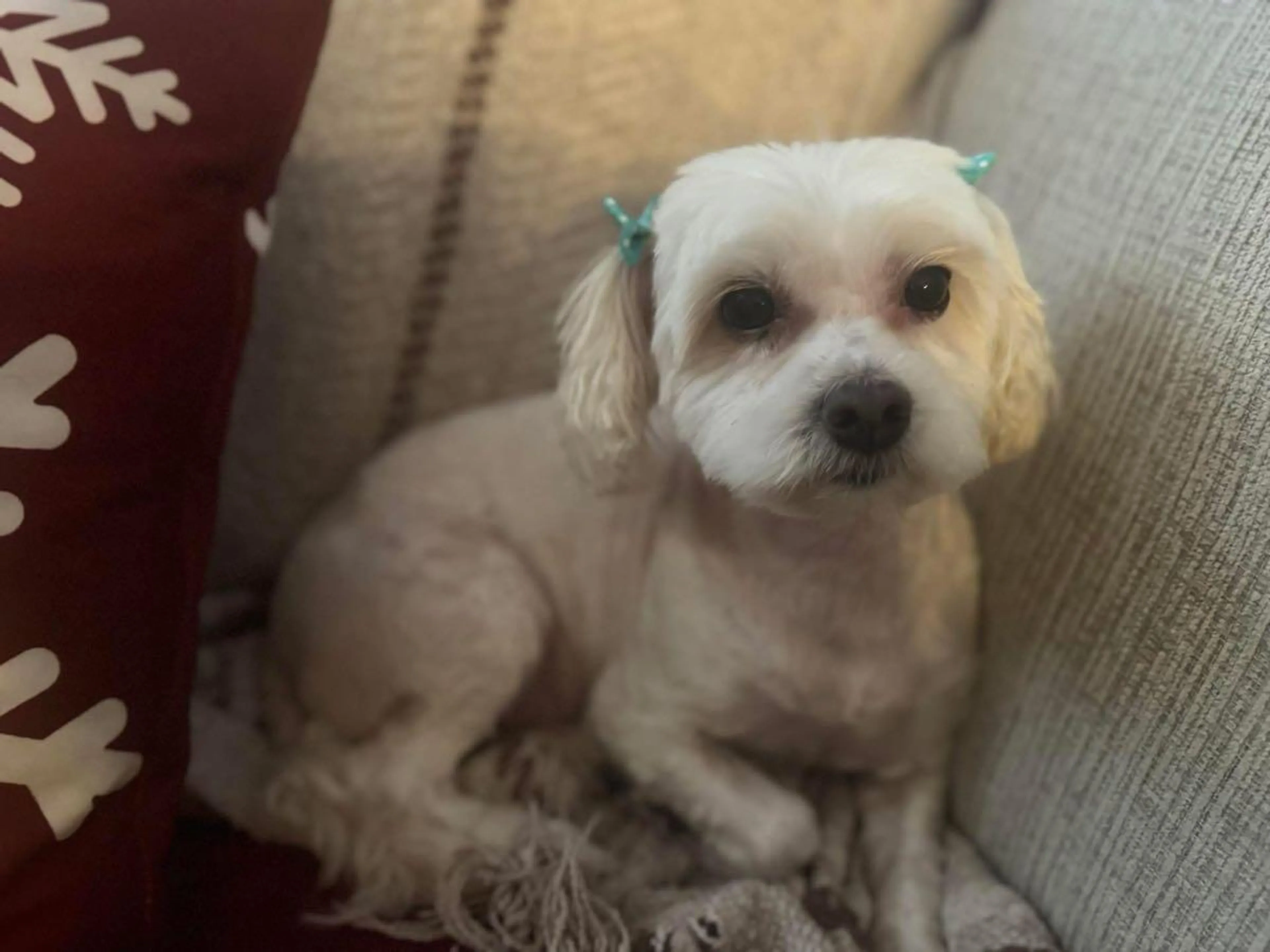 Lost pet