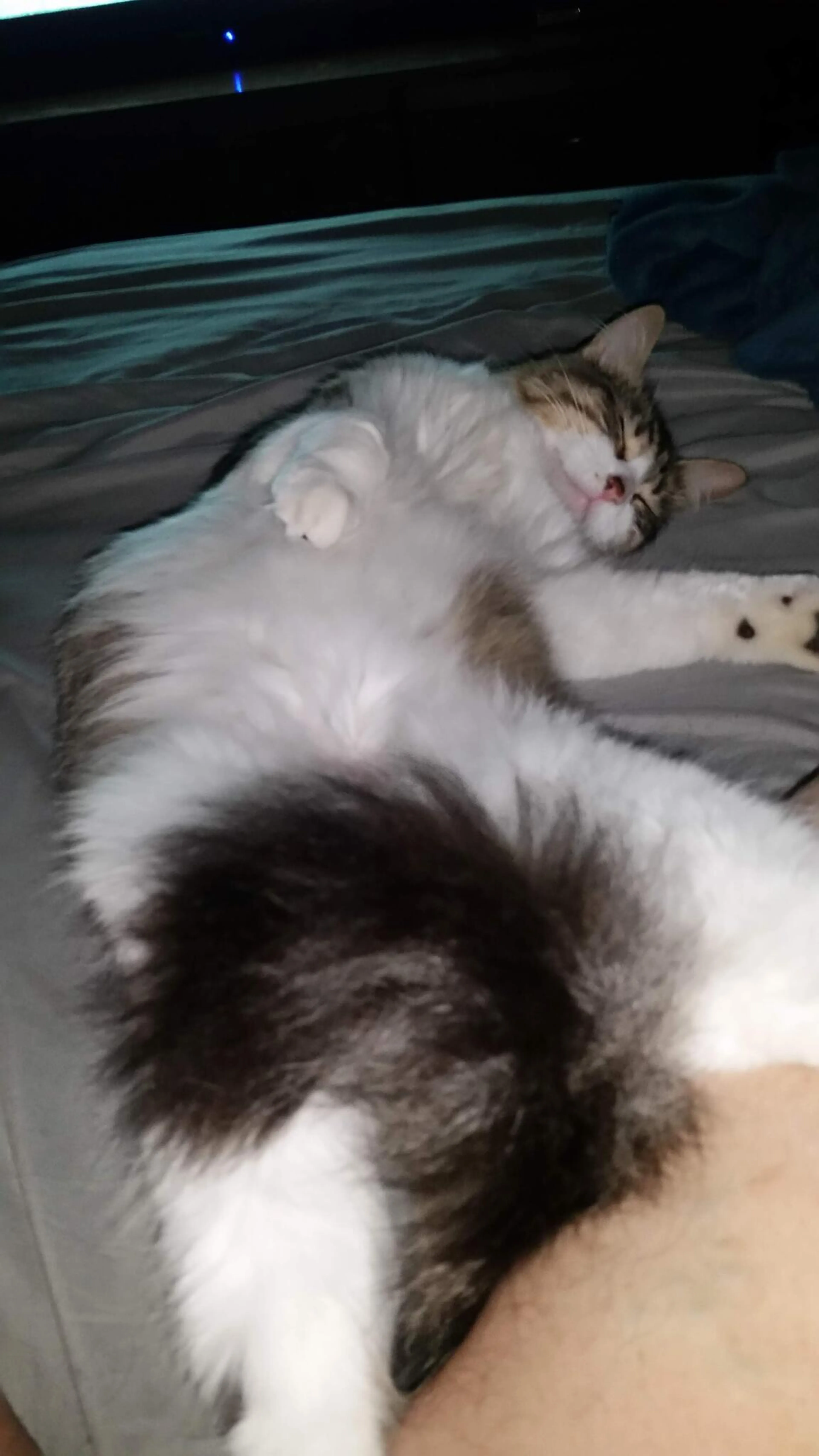 Lost pet