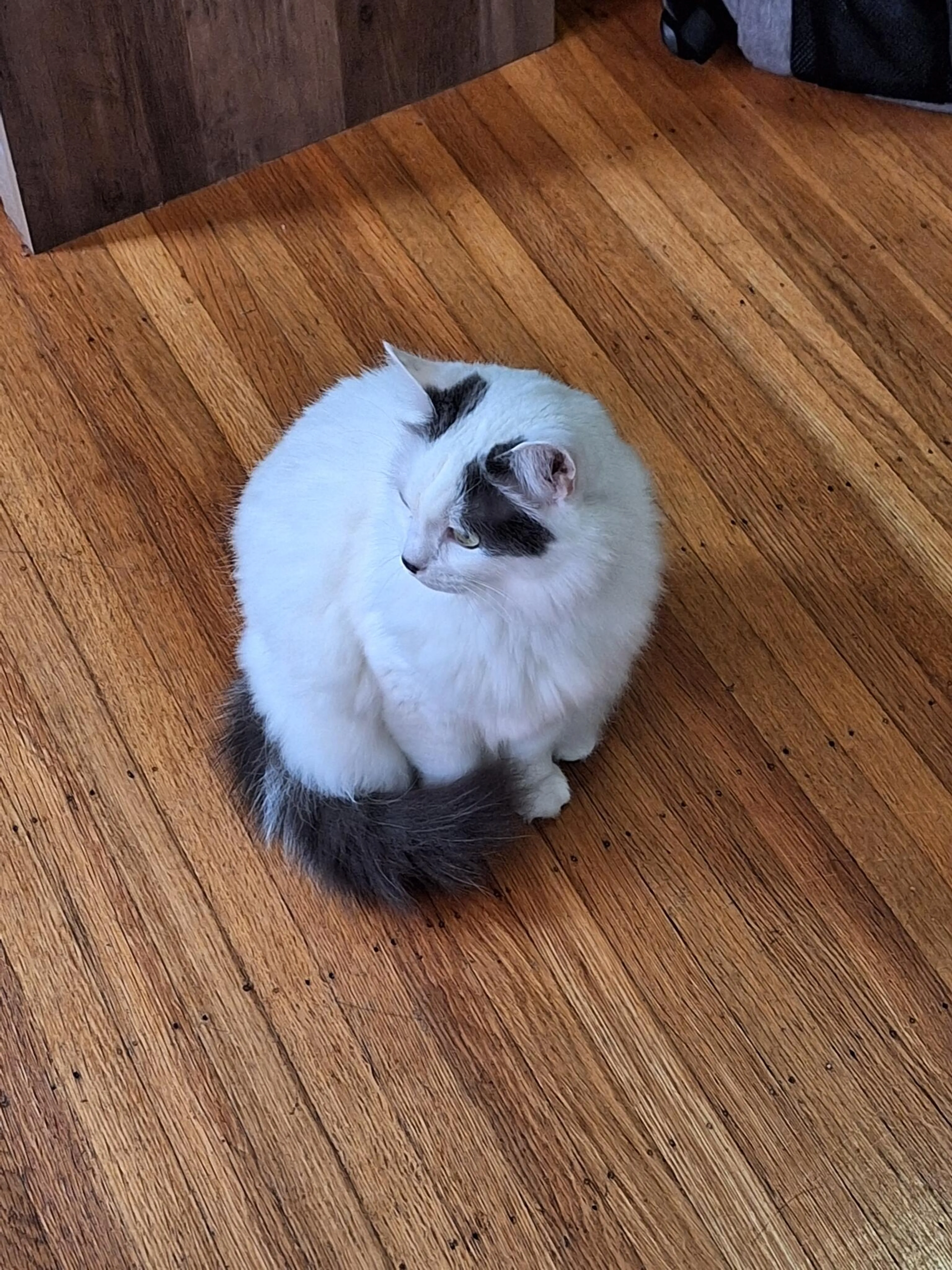 Lost pet