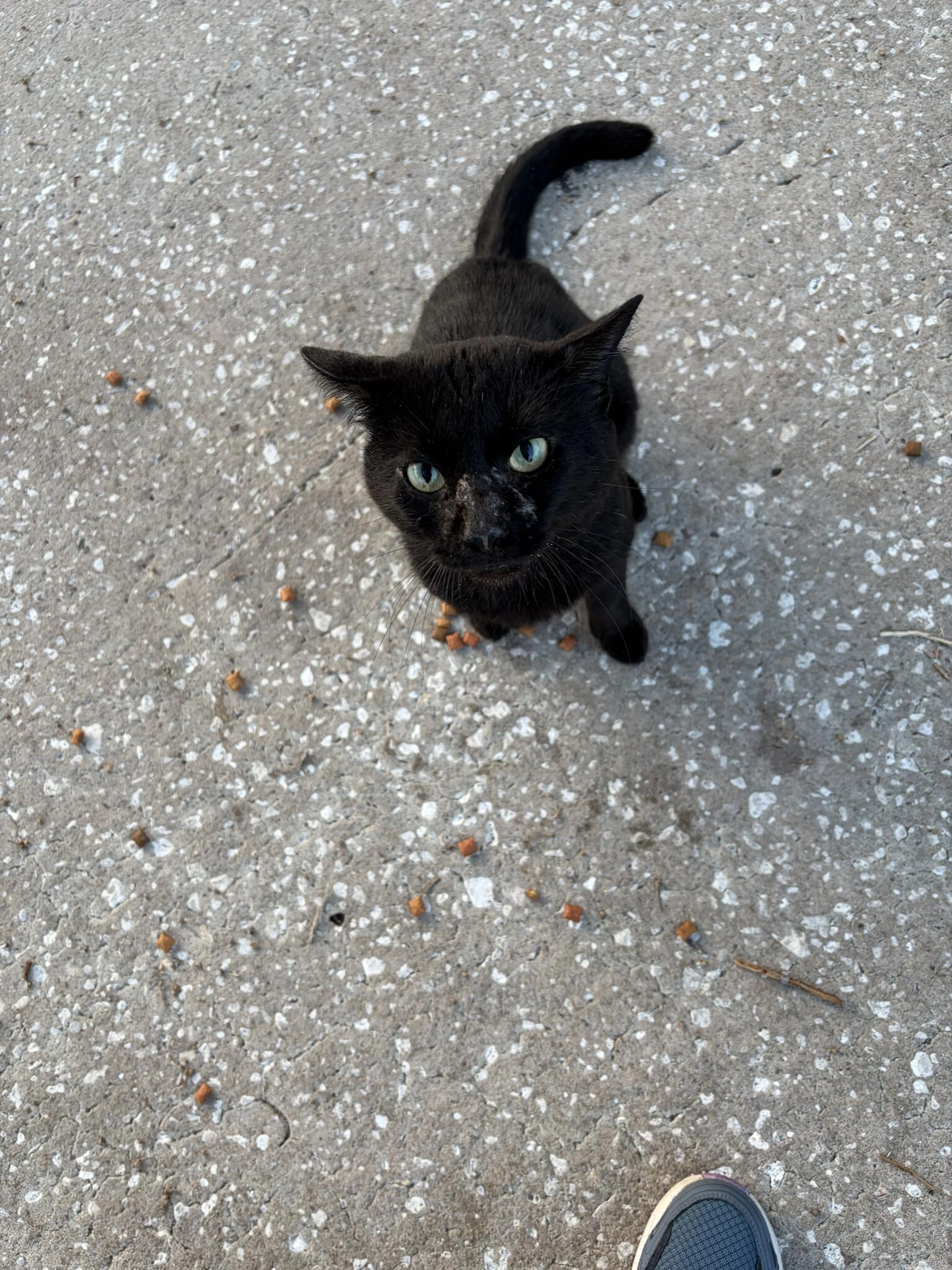 Found pet