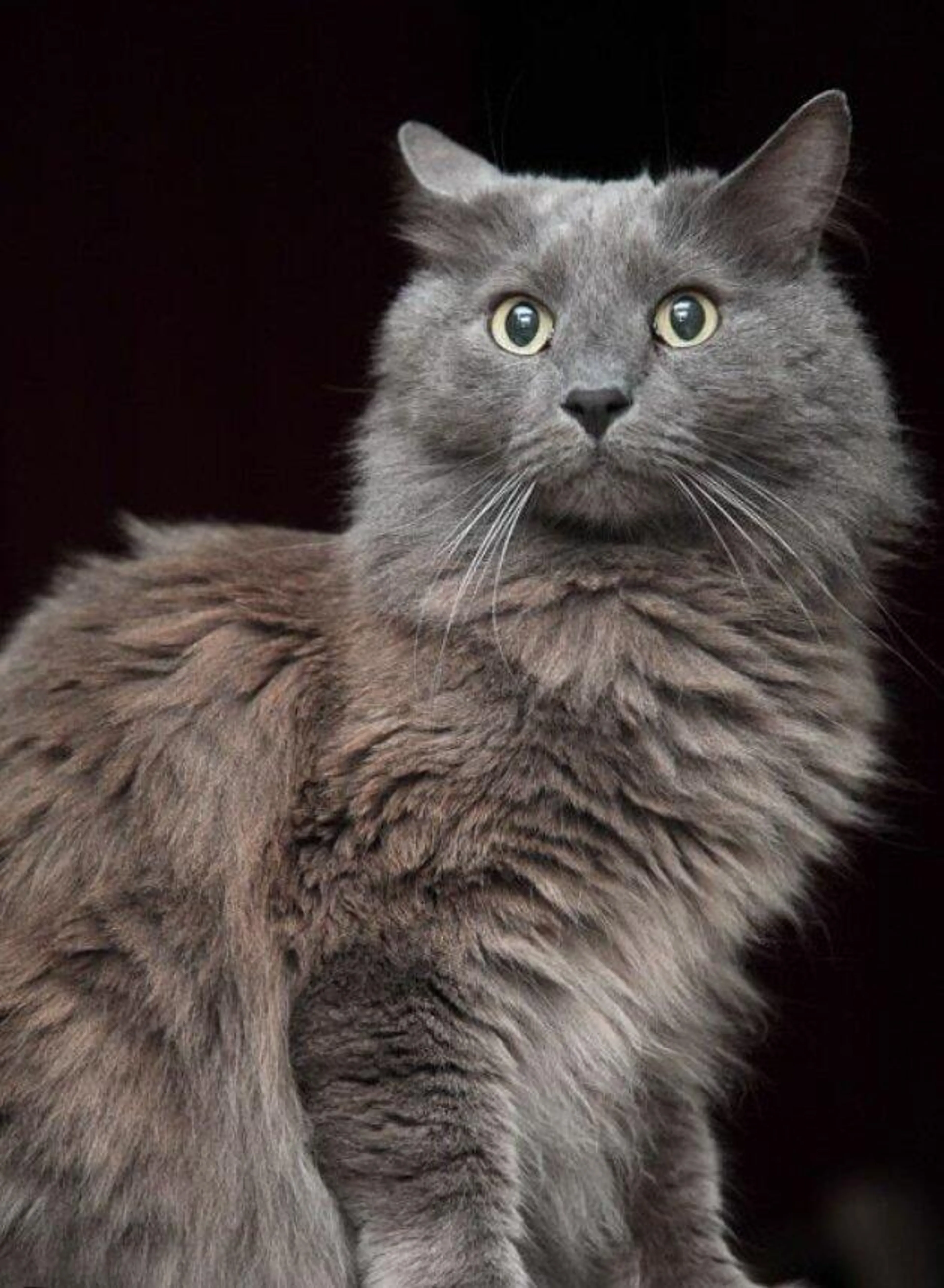 Lost pet
