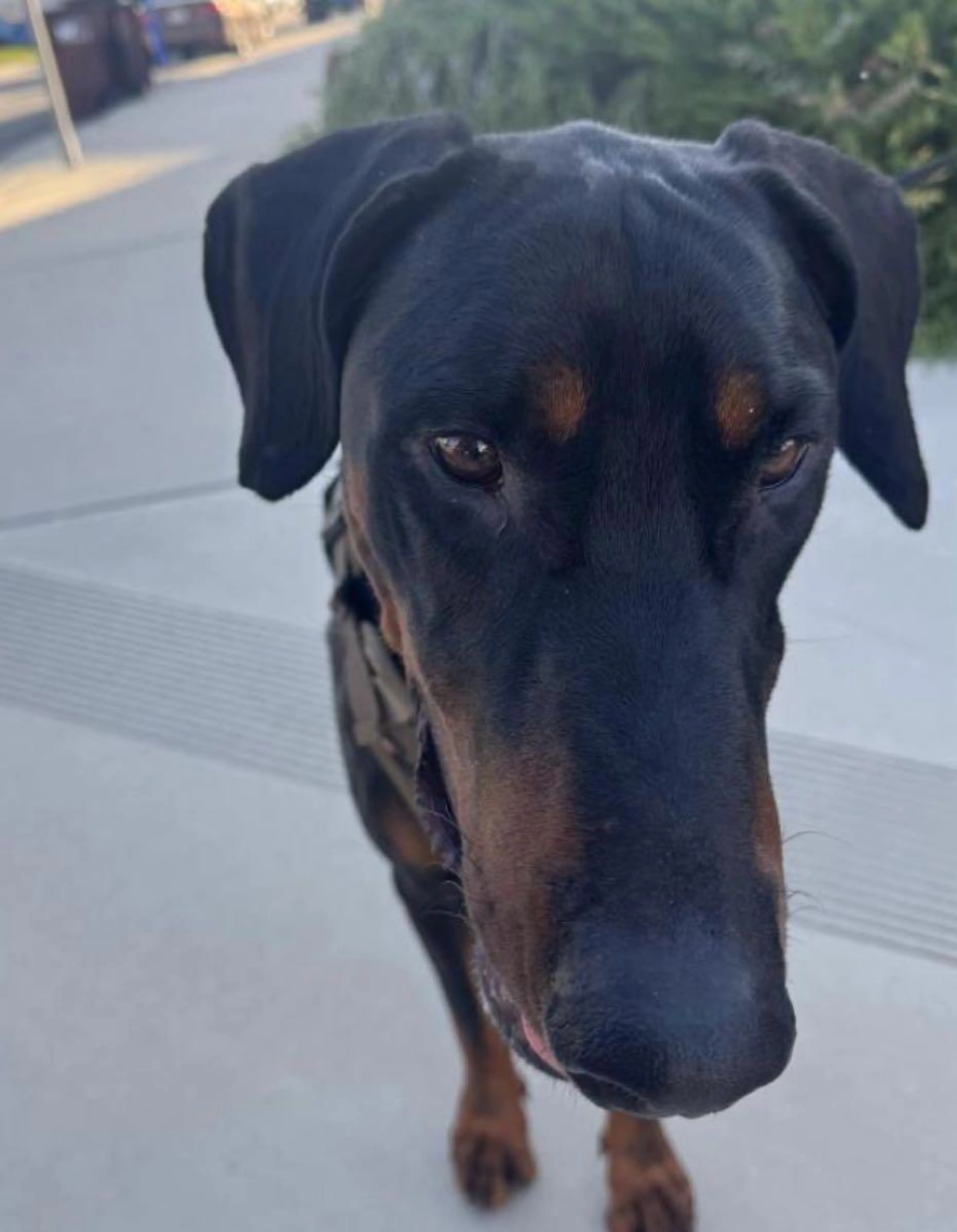 Found pet