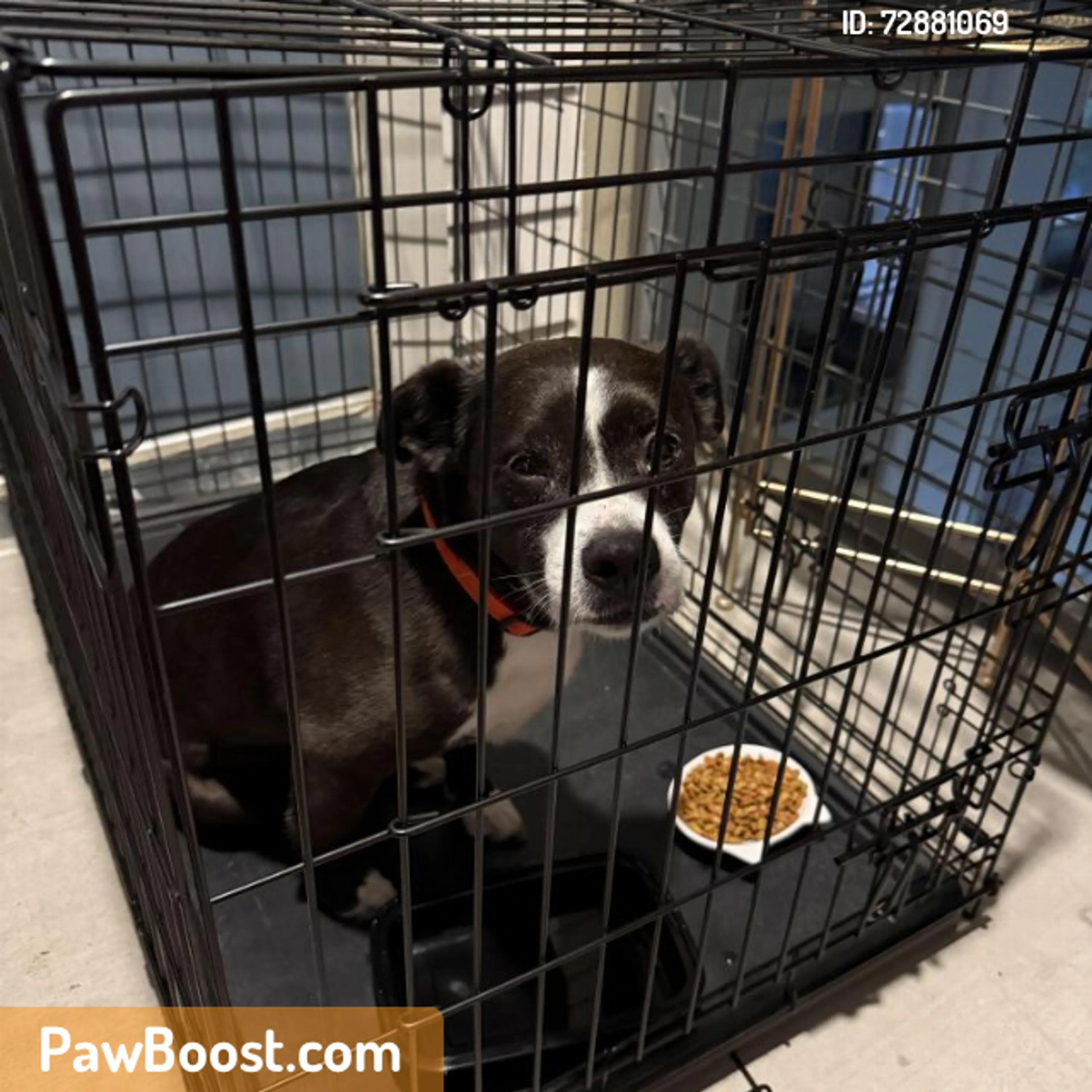 Found pet