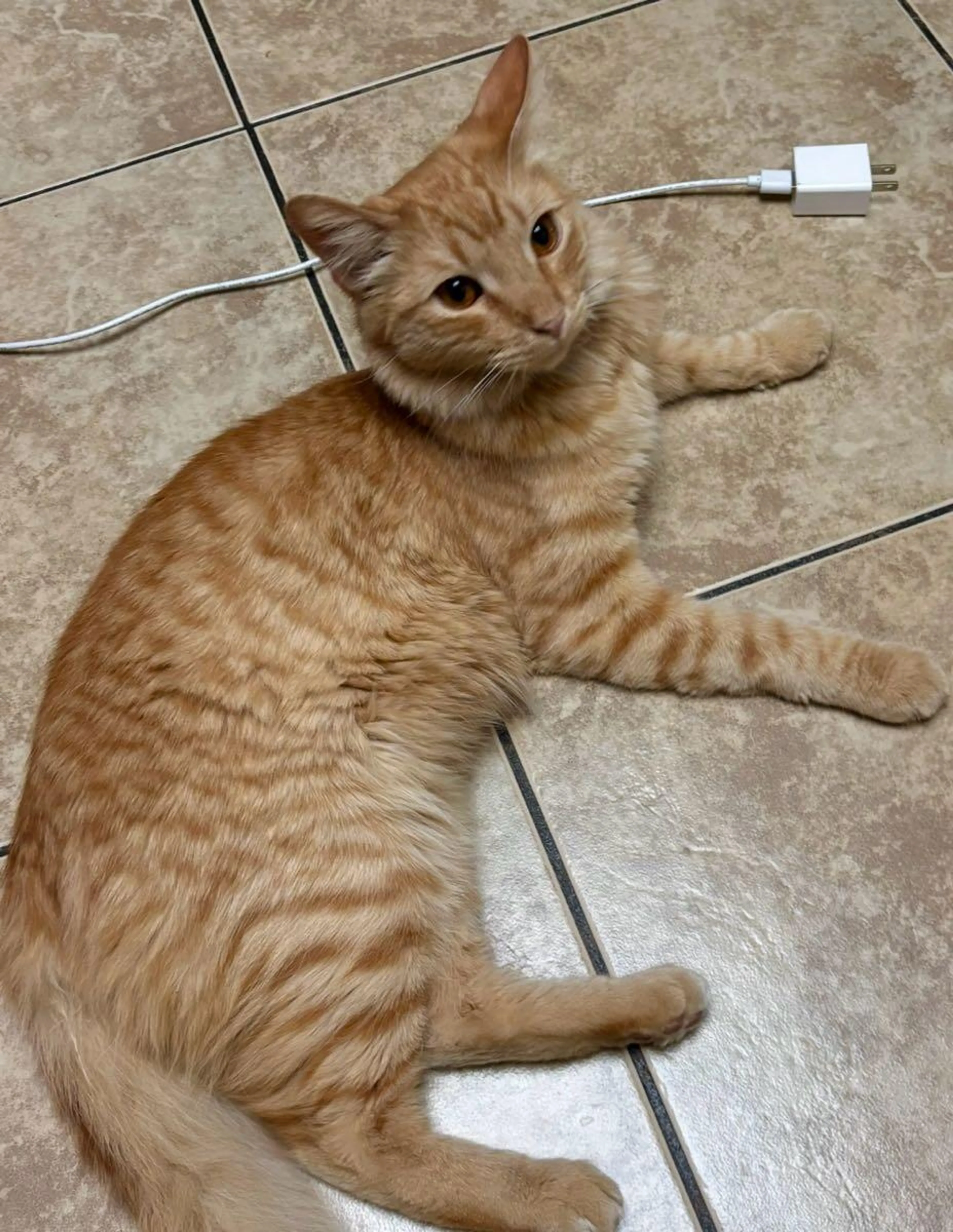 Lost pet