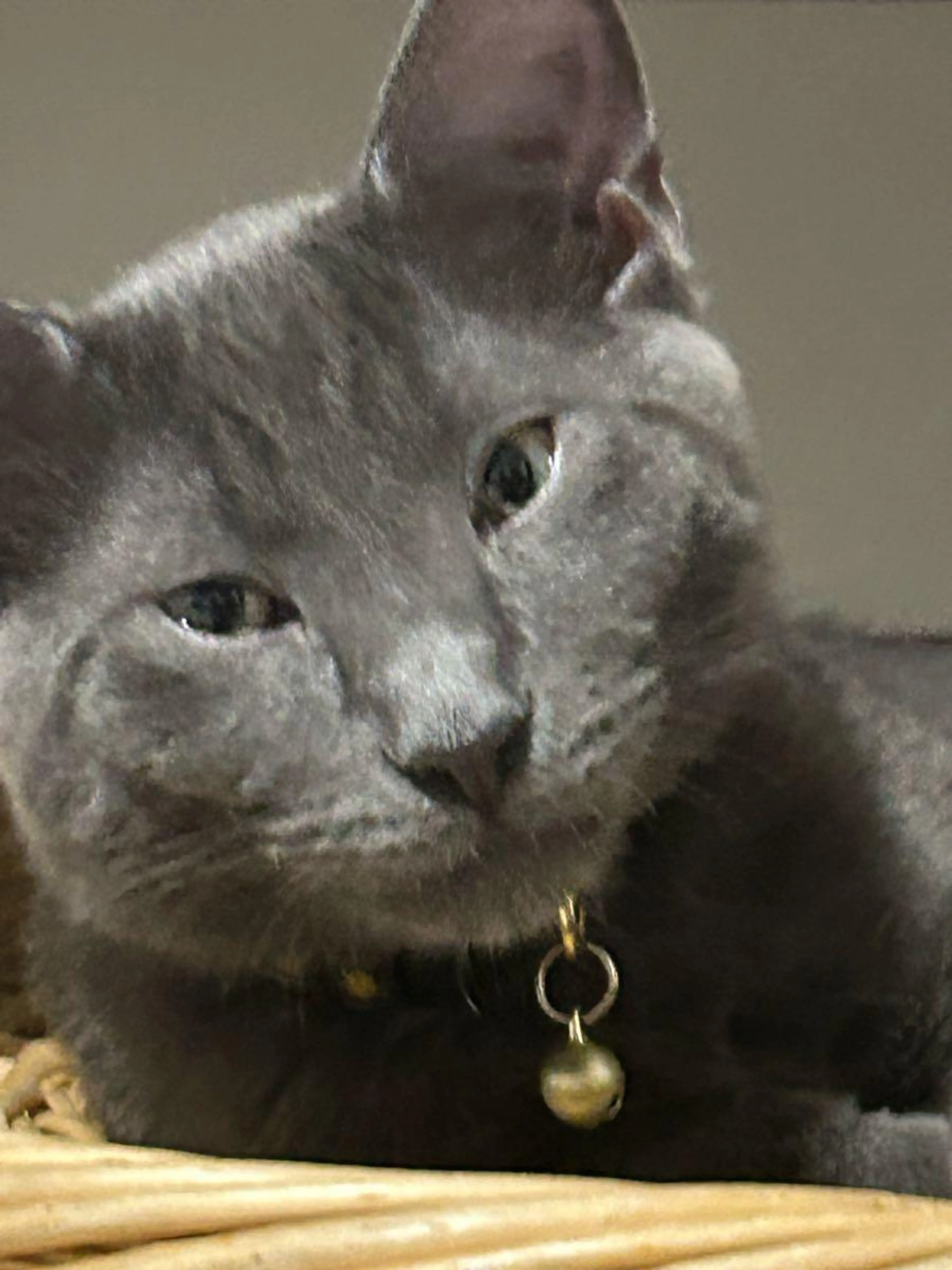 Lost pet