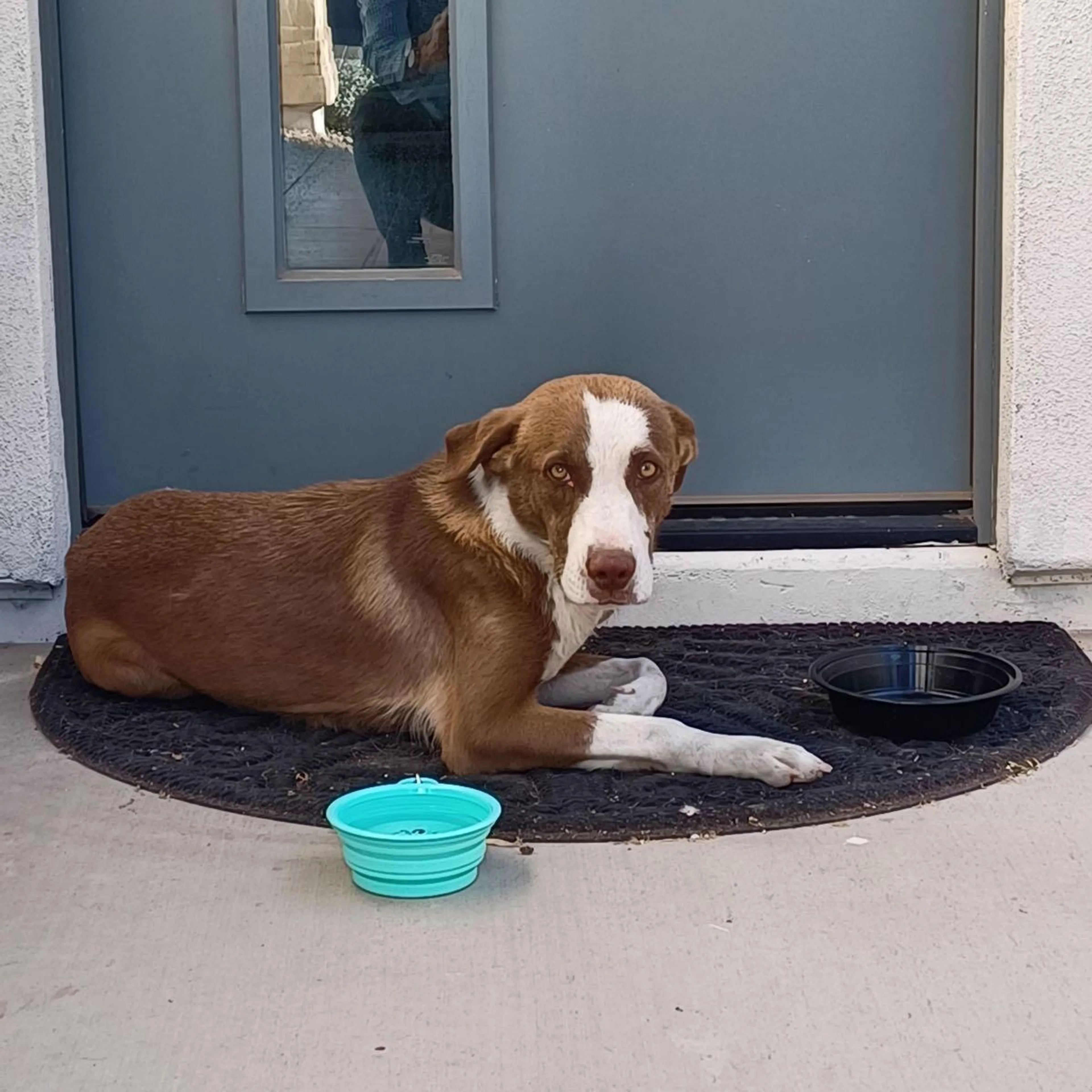 Found pet
