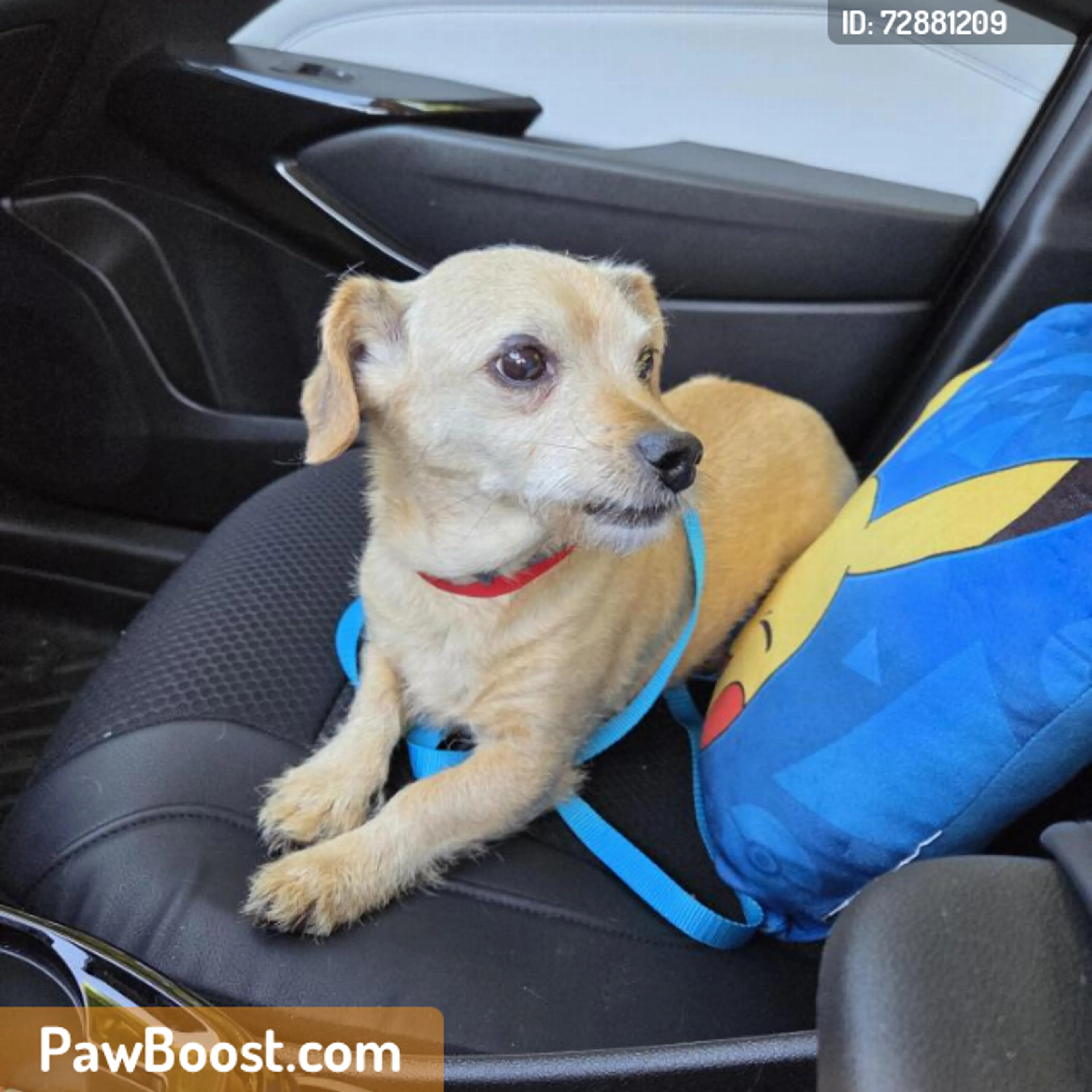 Found pet