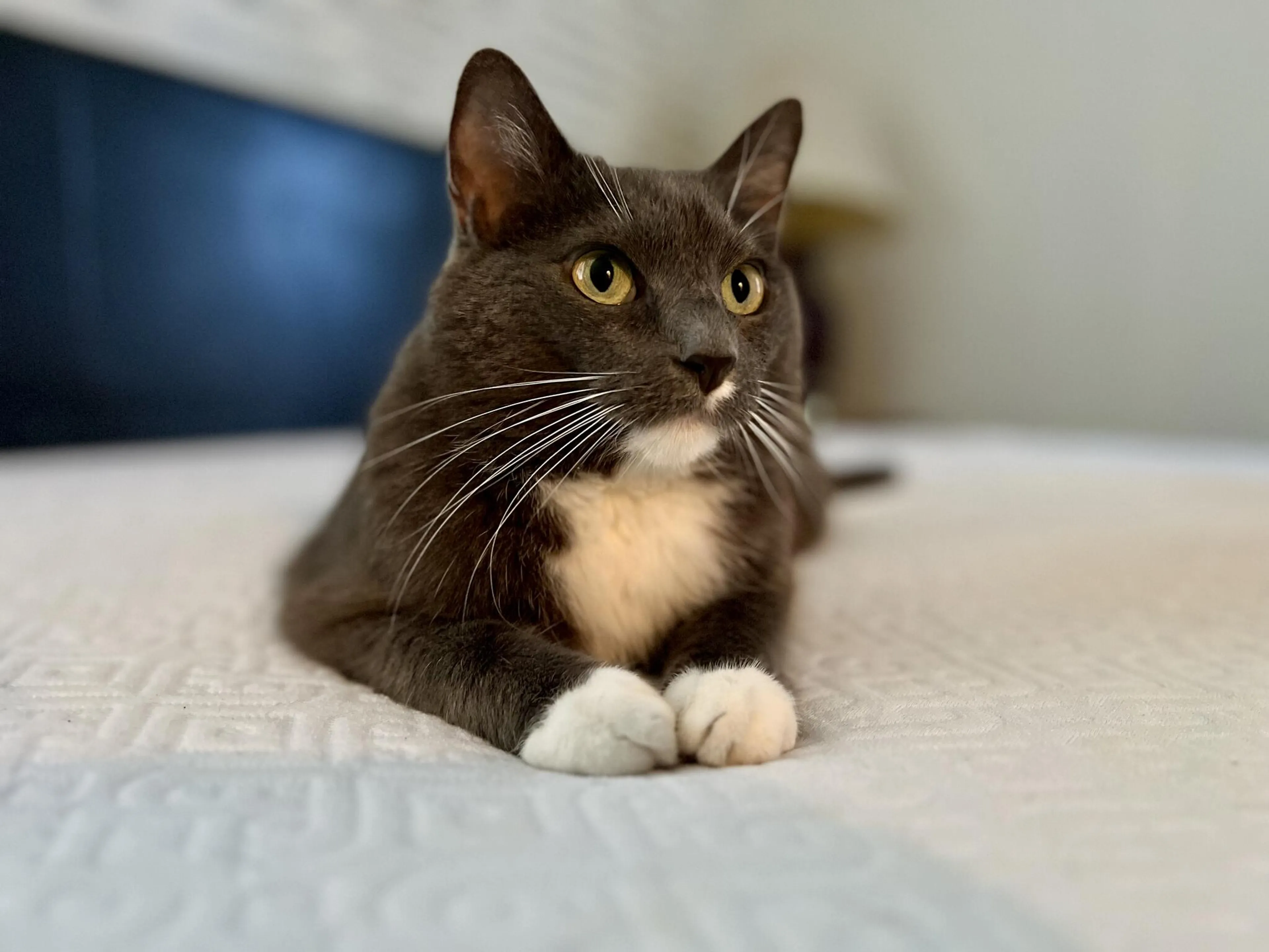 Lost pet