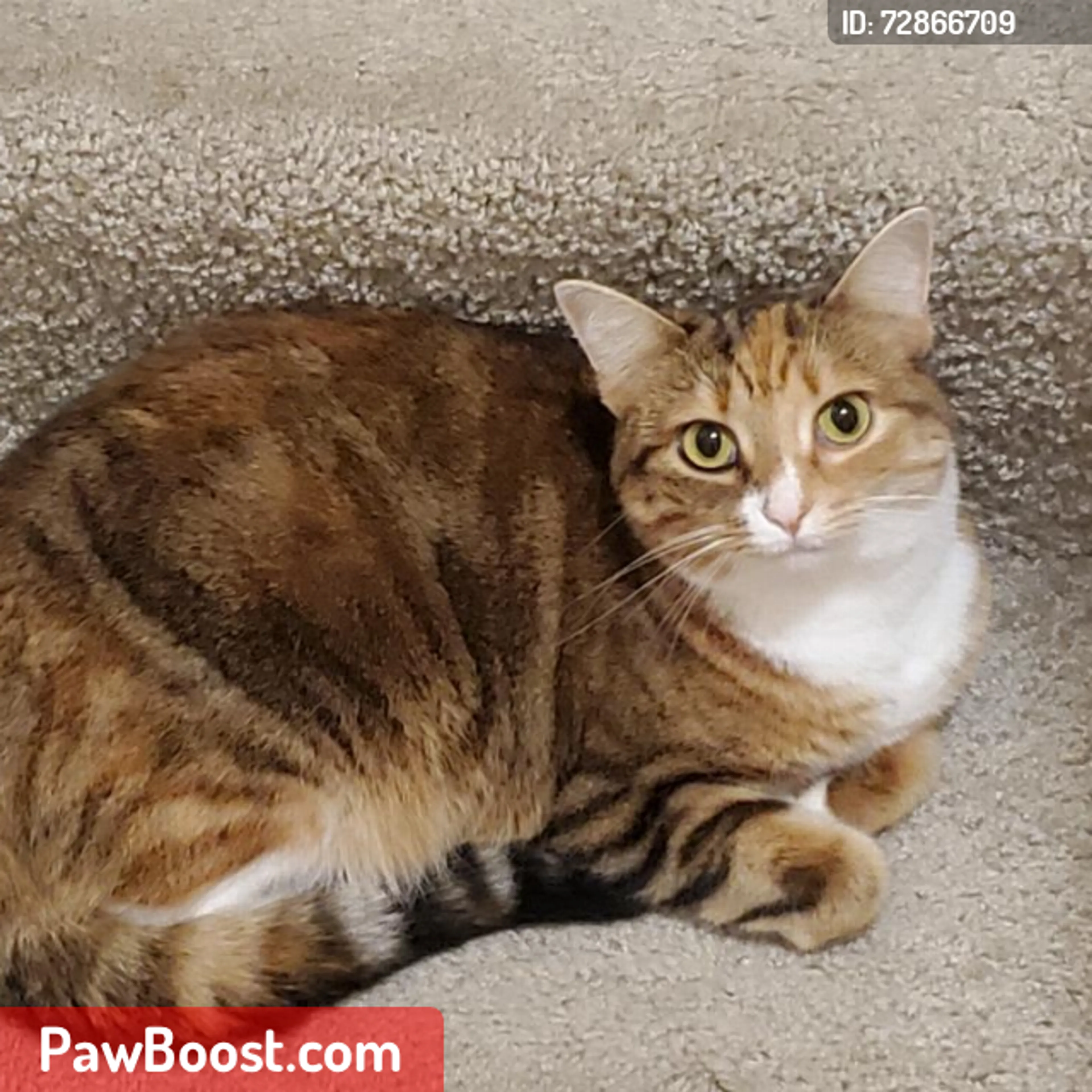 Lost pet