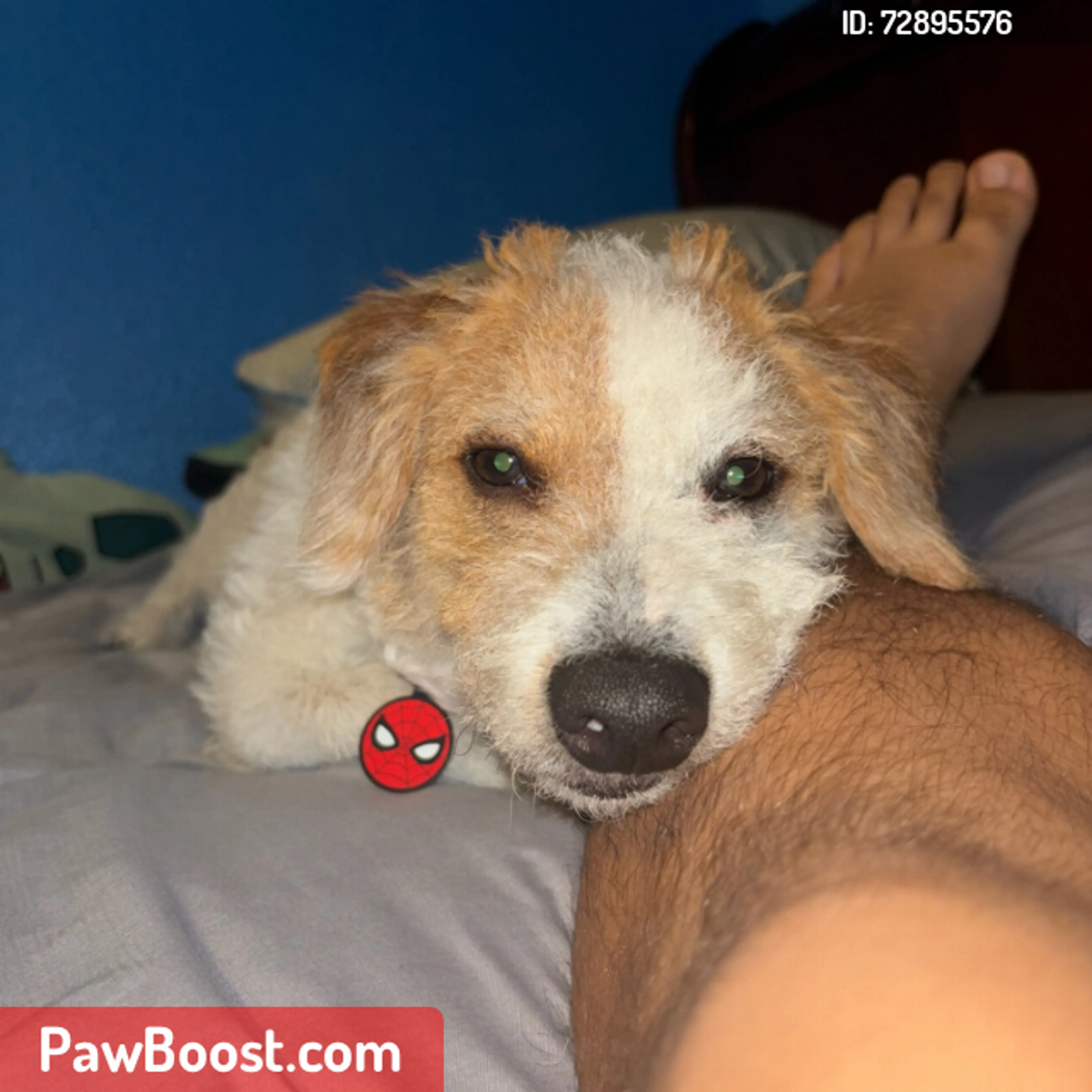 Lost pet