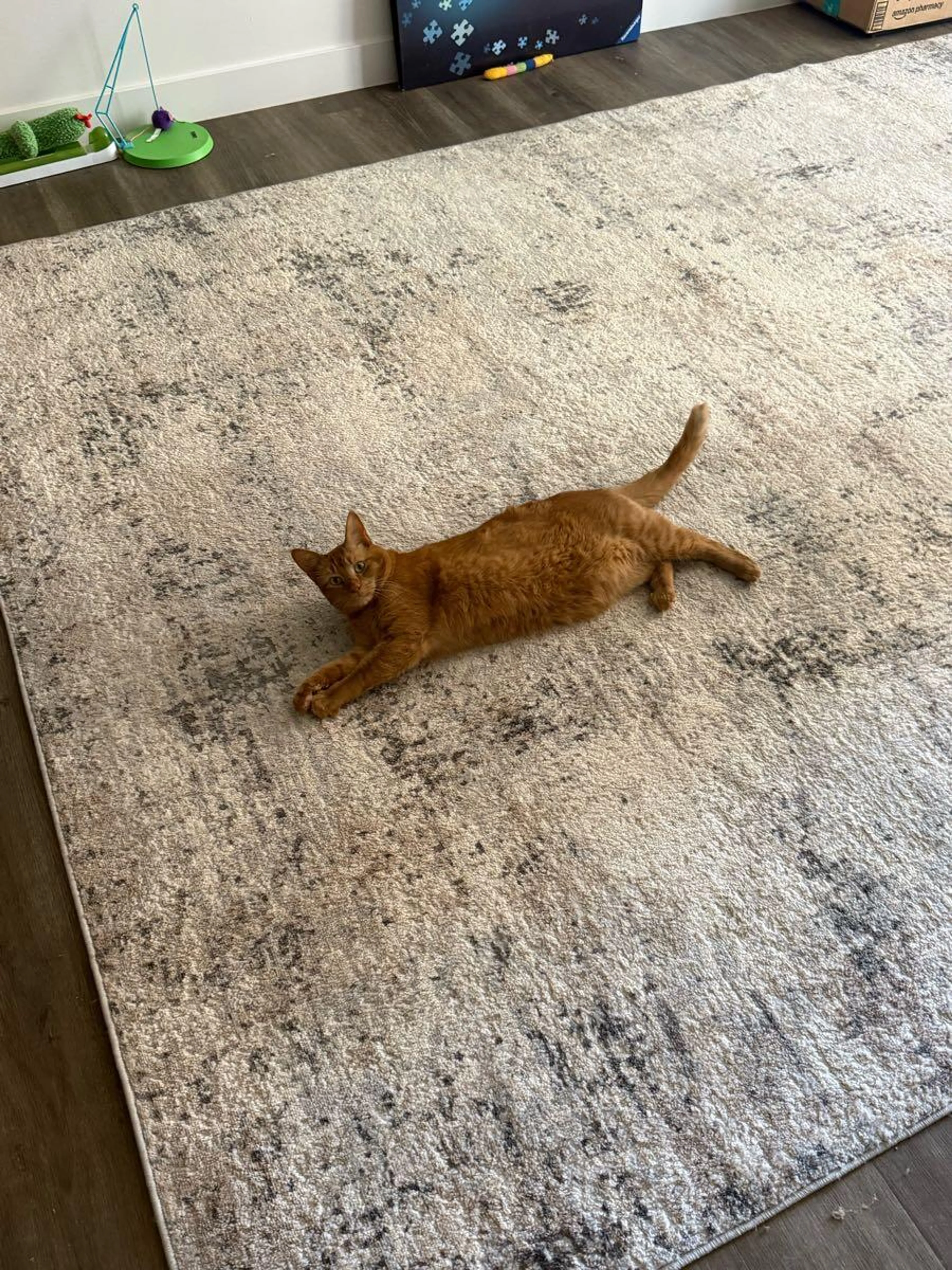 Lost pet