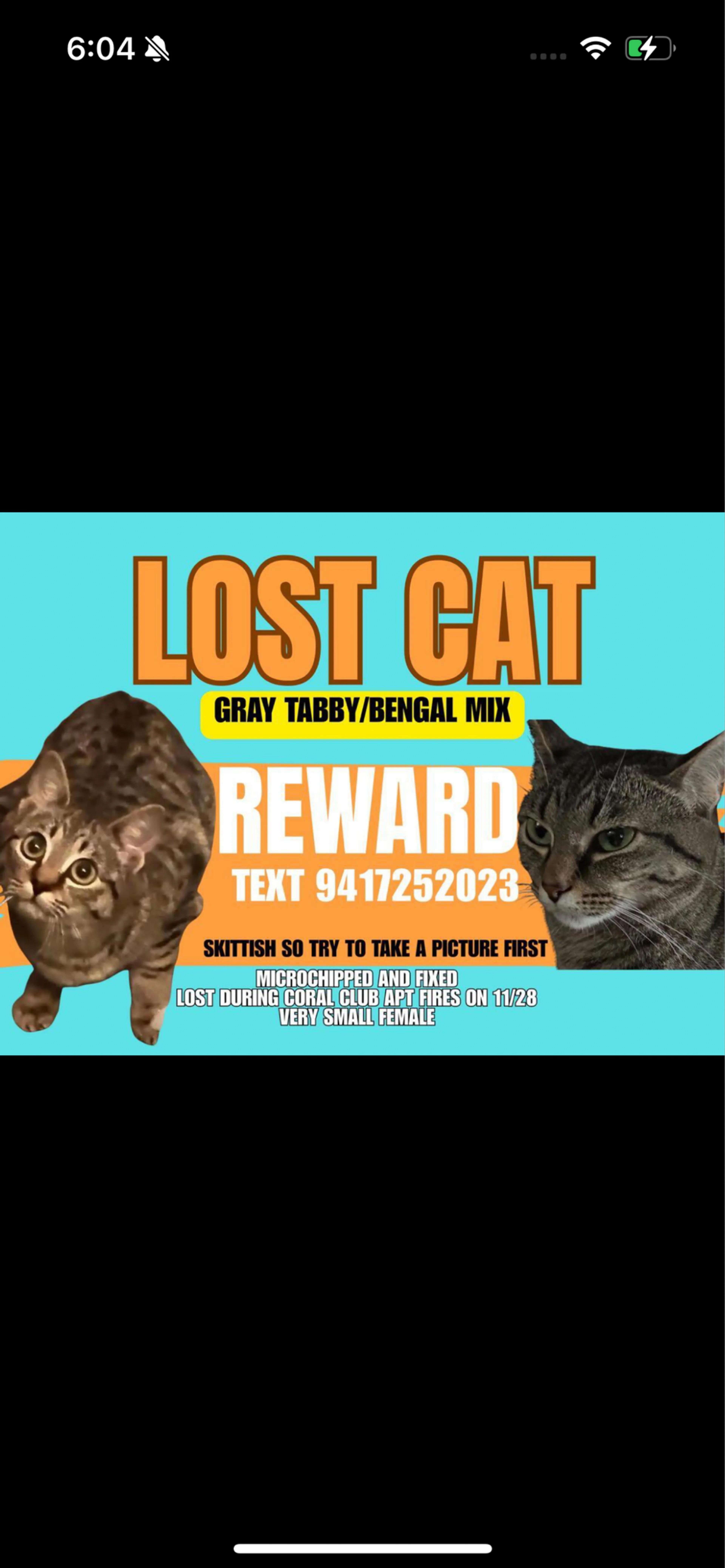 Lost pet