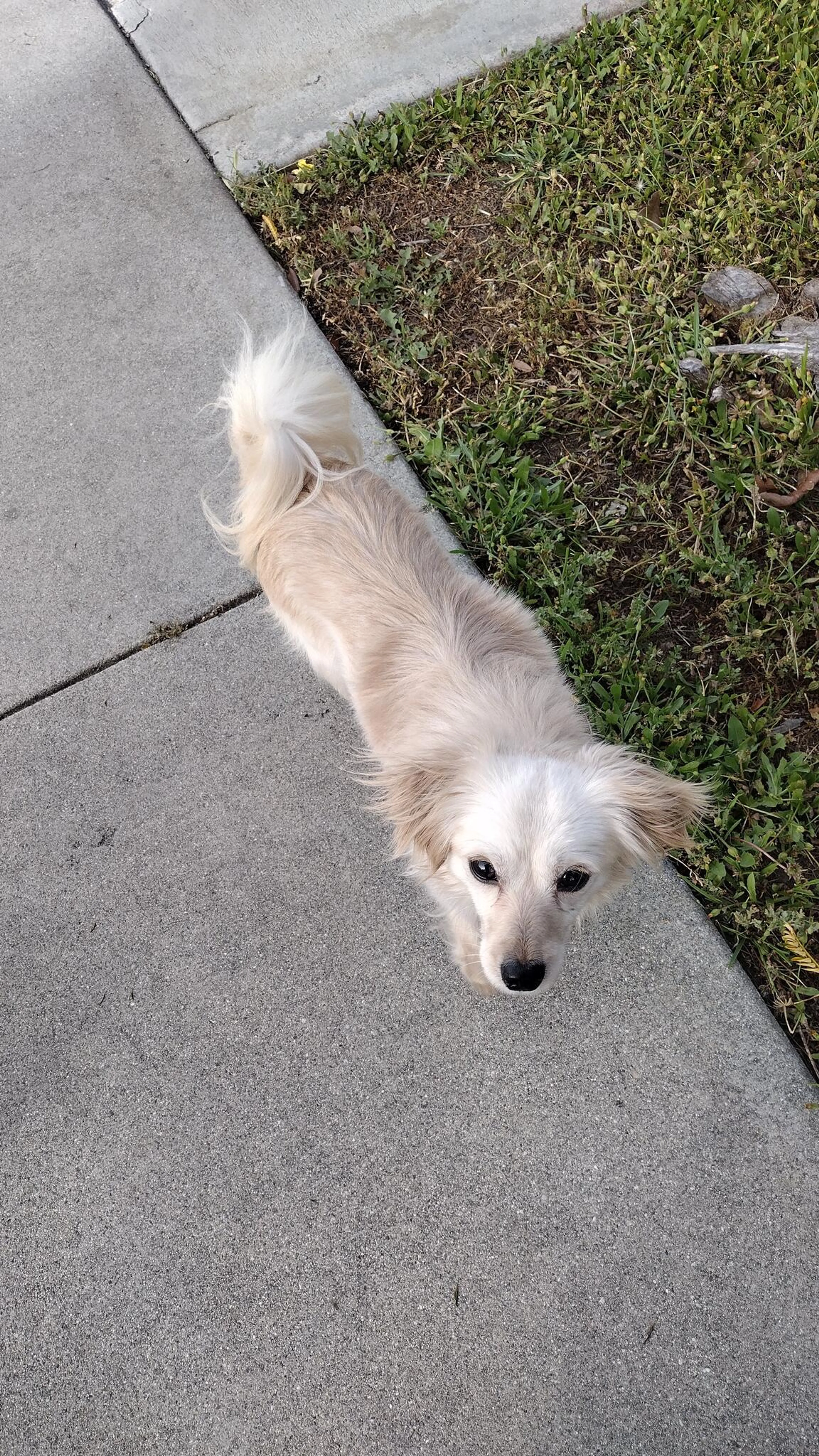 Found pet