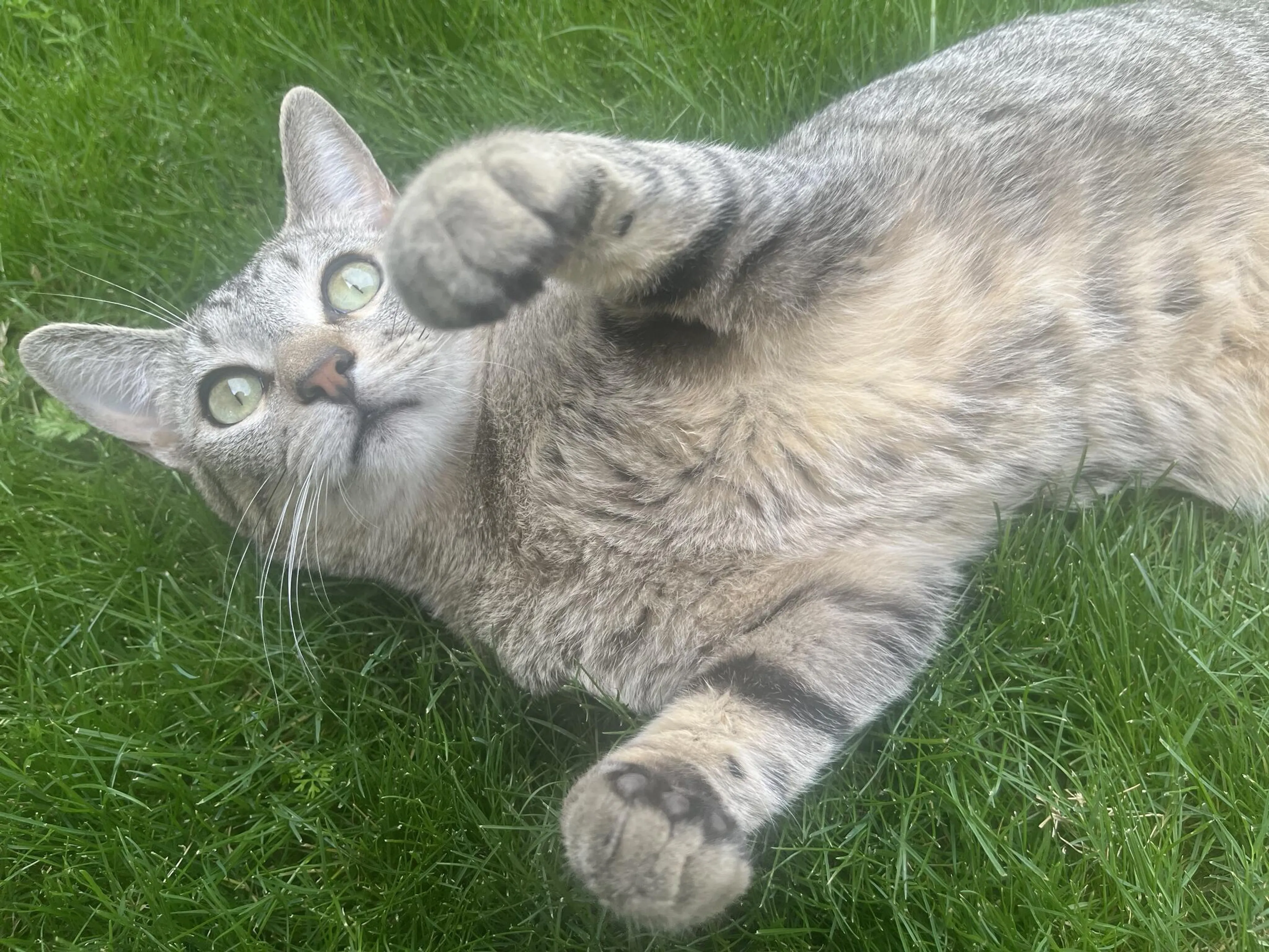 Lost pet