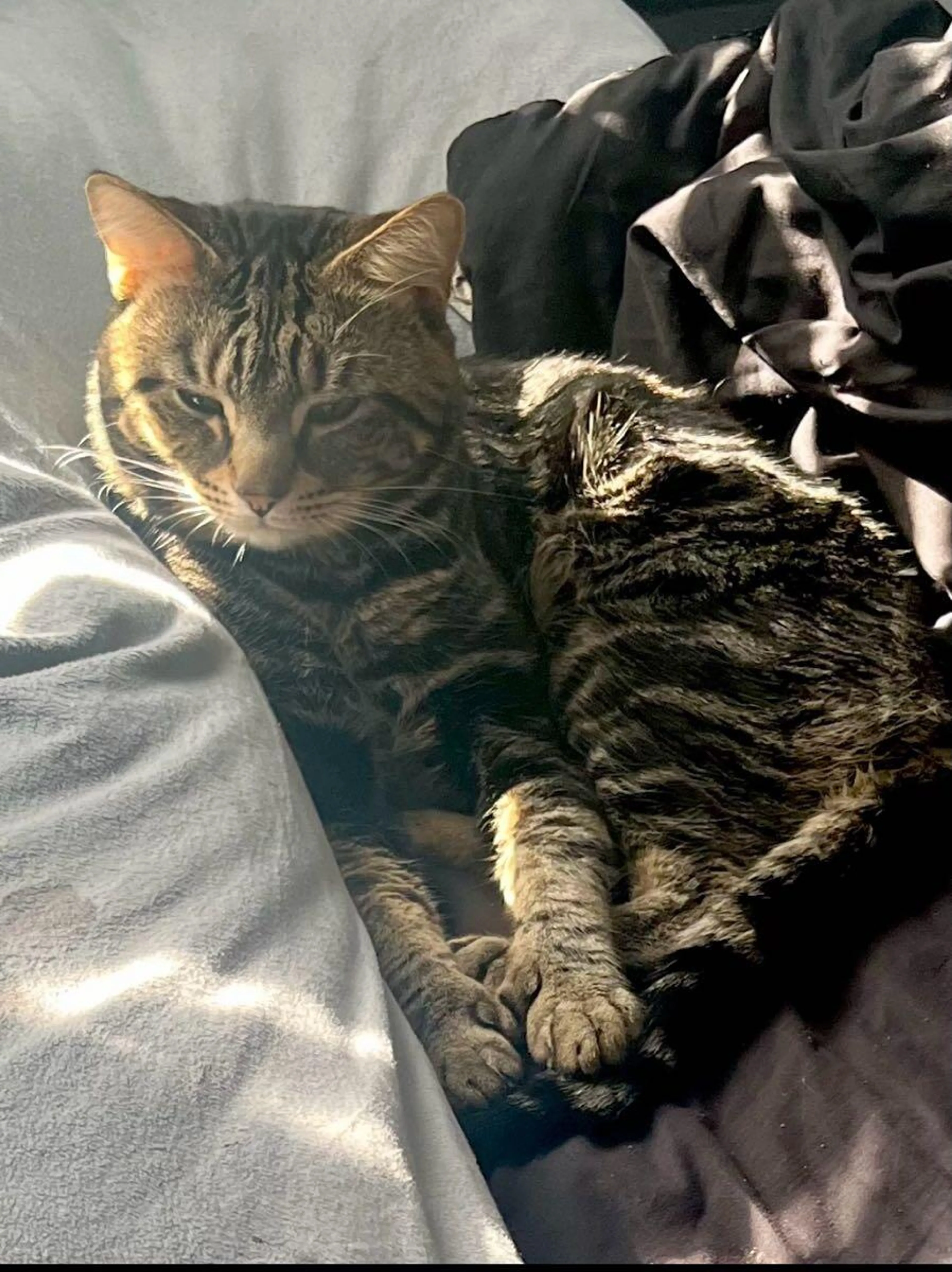 Lost pet