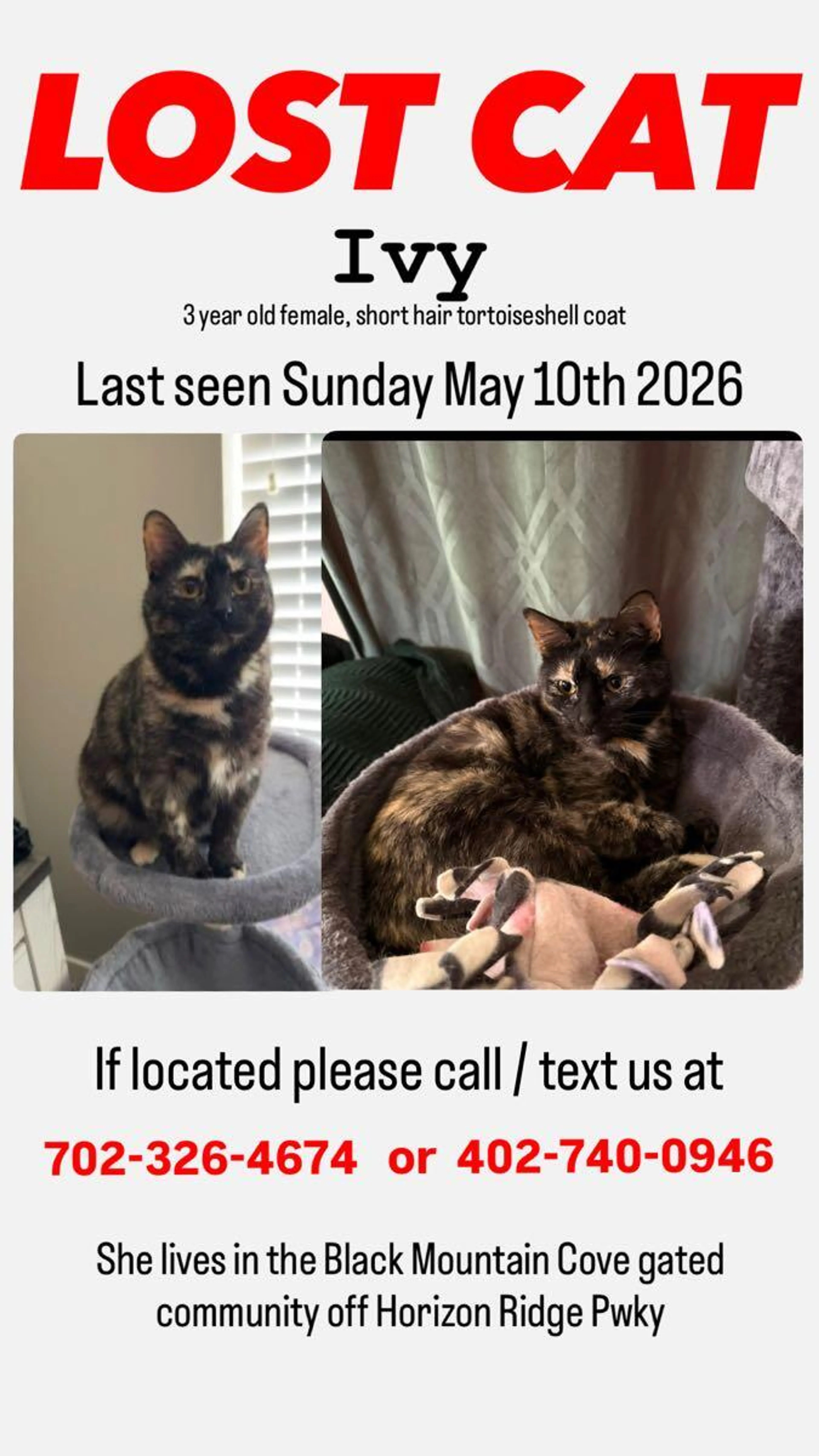Lost pet