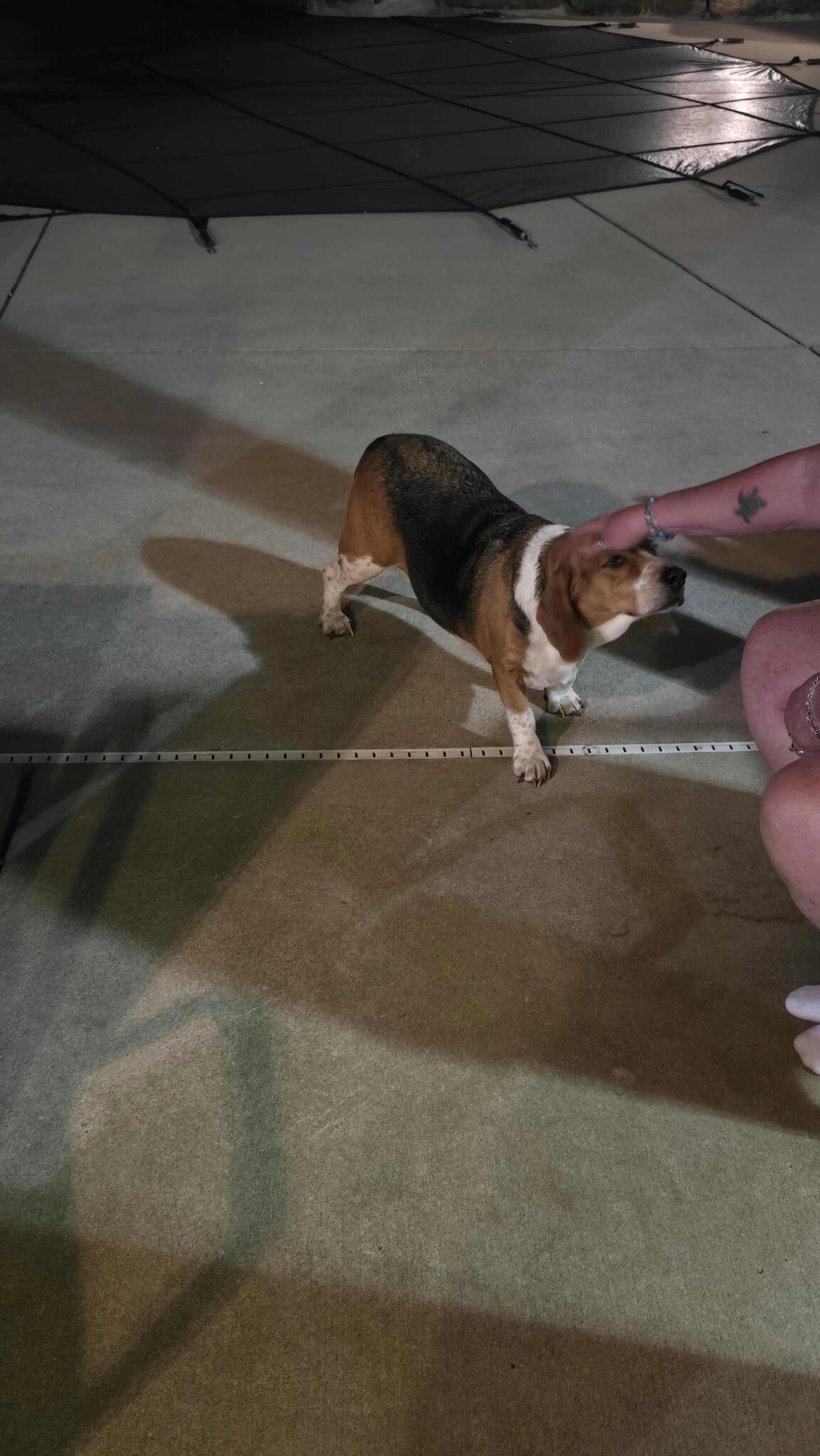 Found pet
