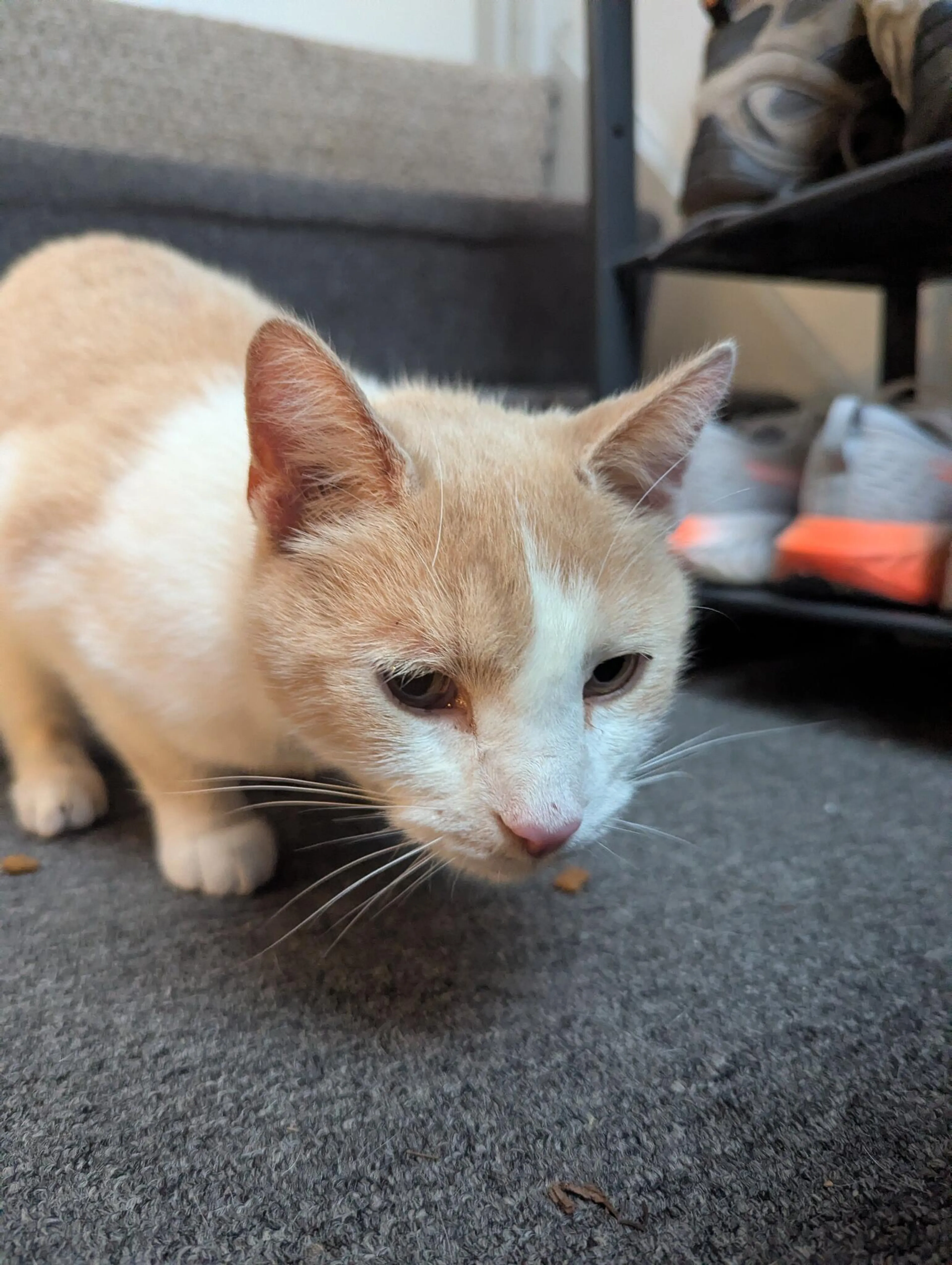 Found pet