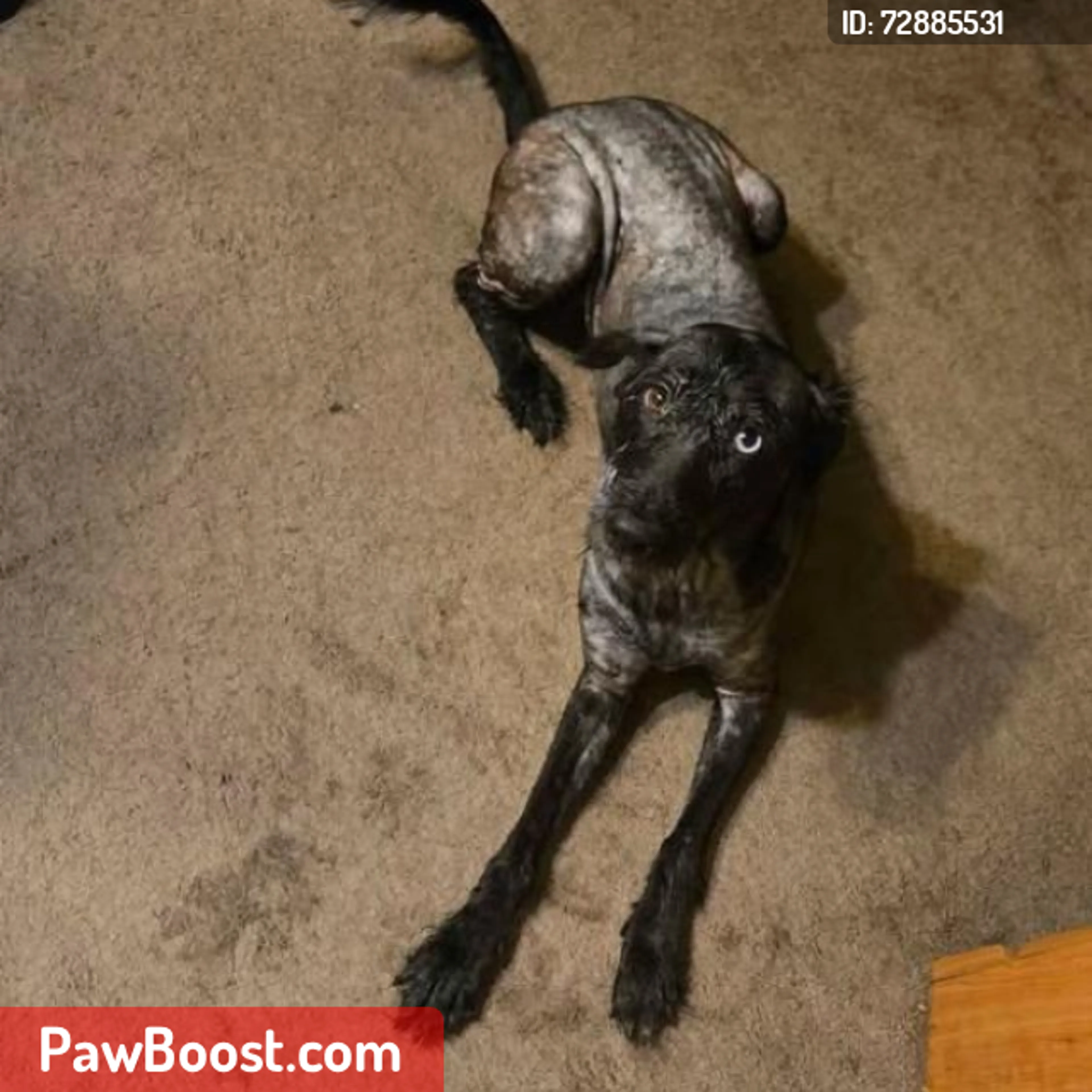 Lost pet