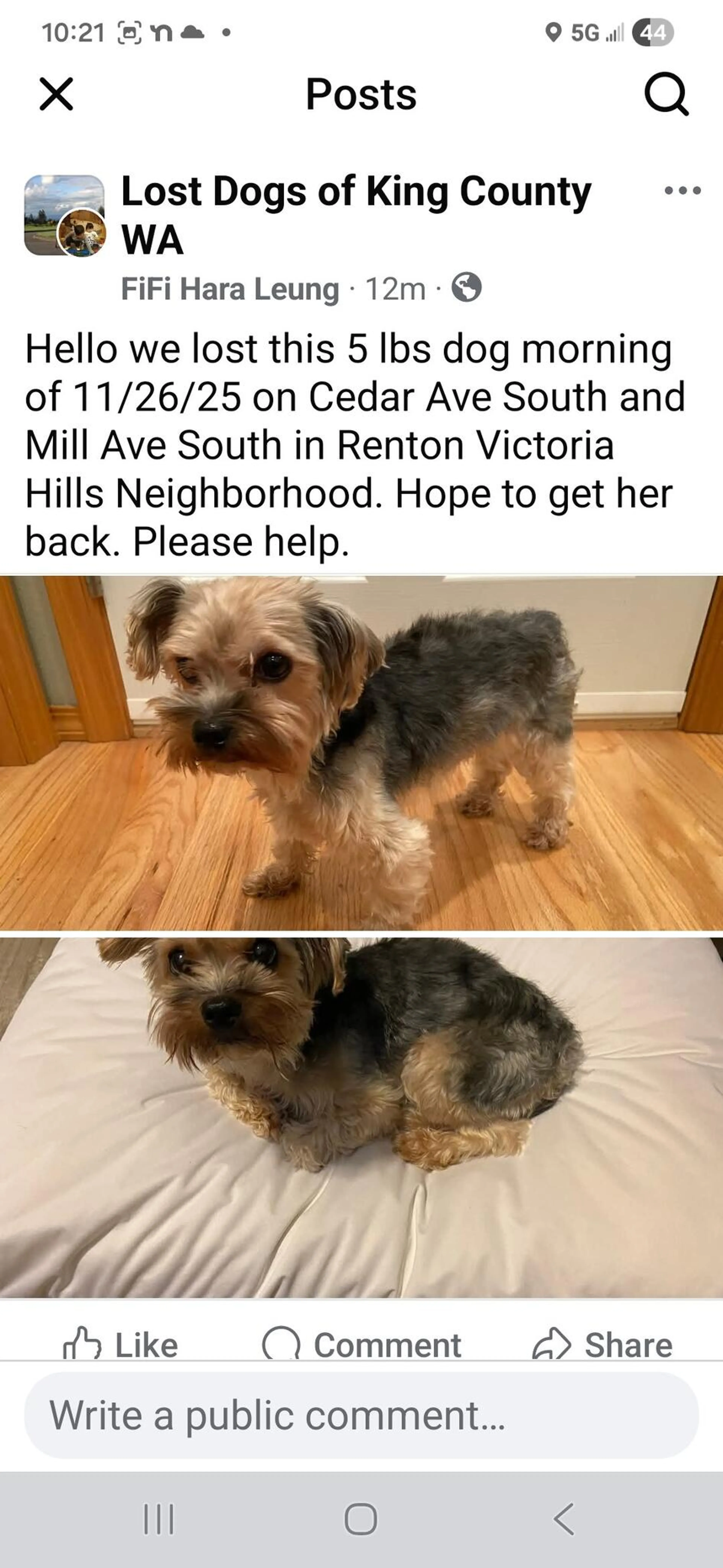 Lost pet