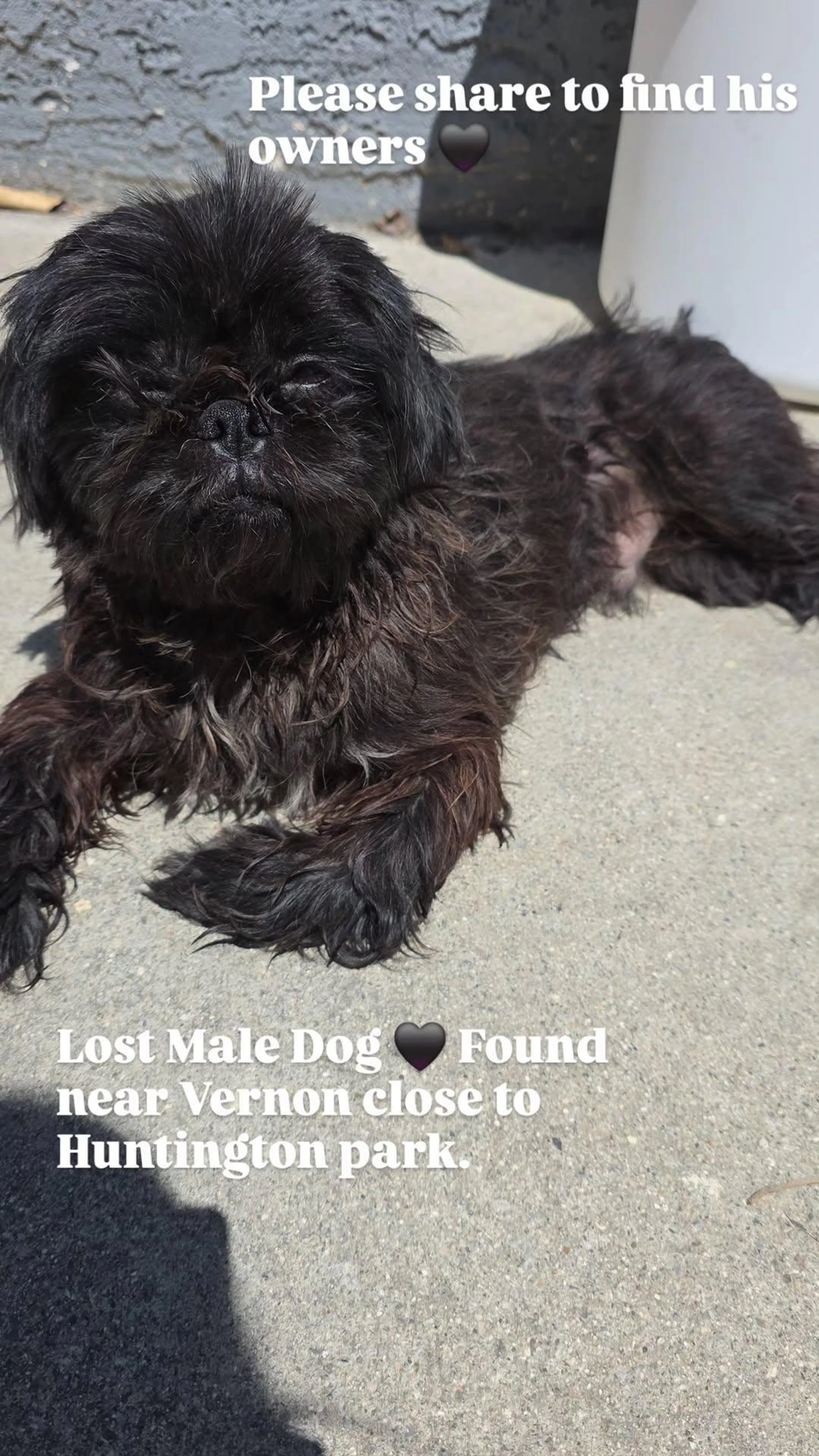 Found pet