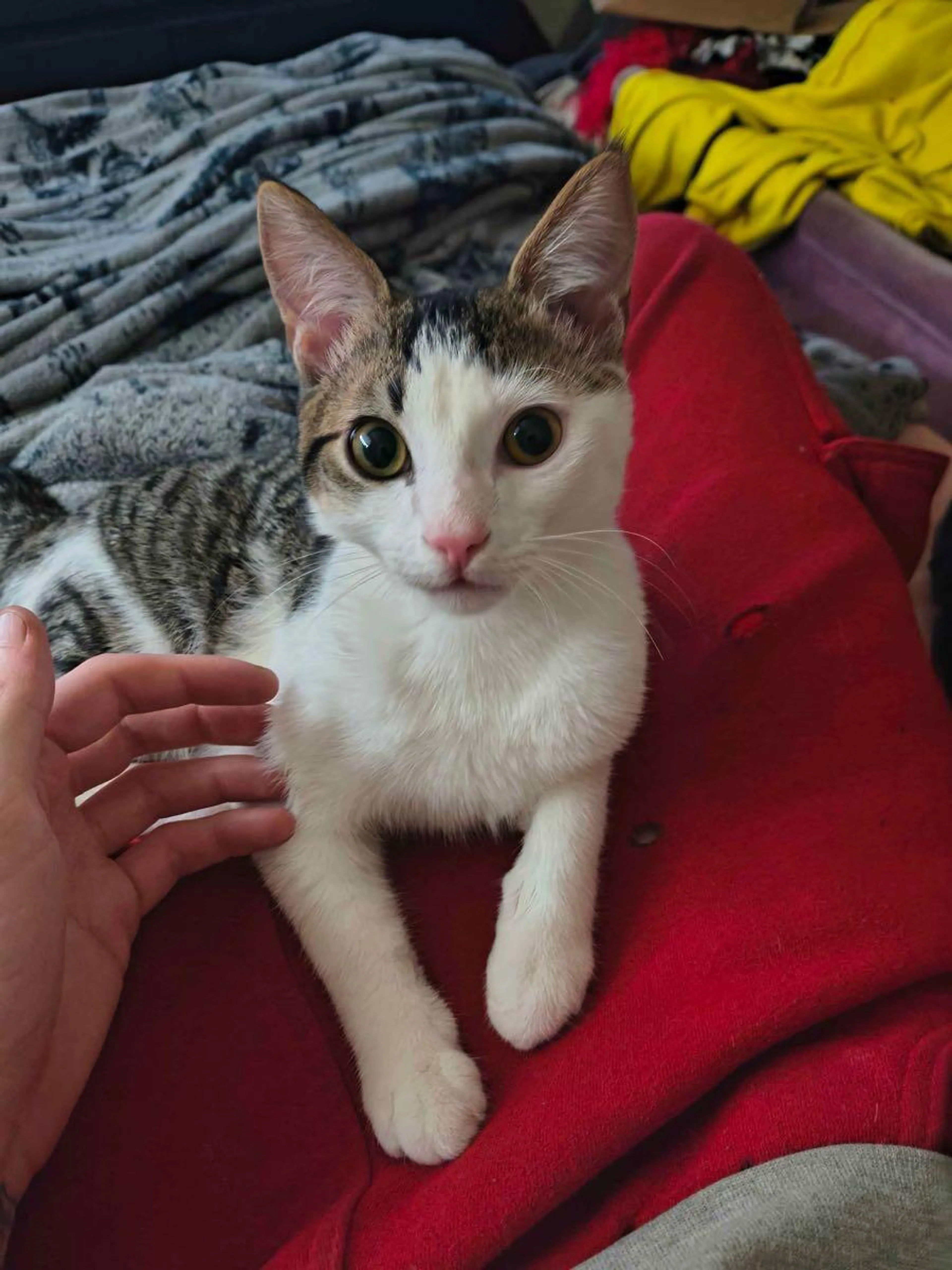 Lost pet