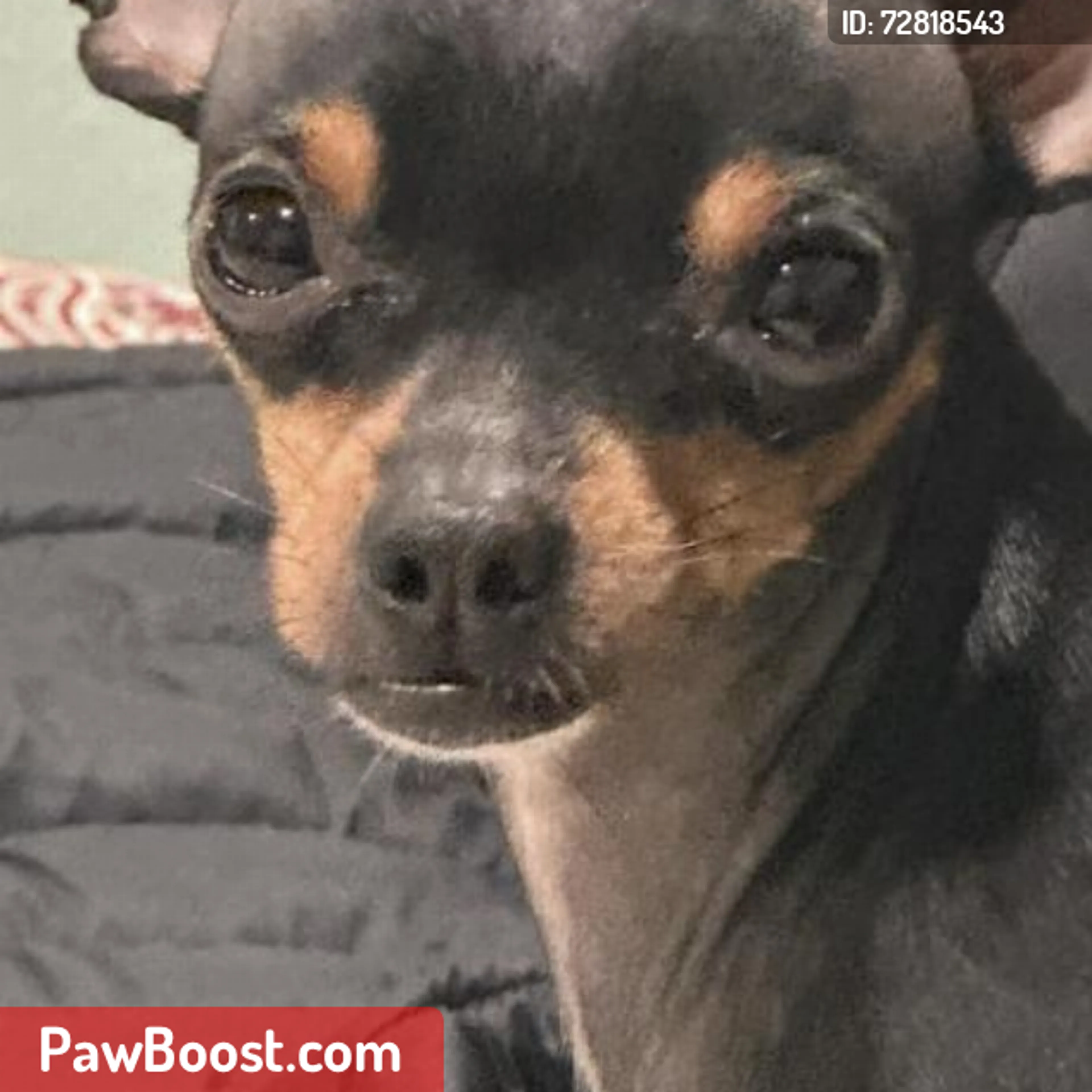 Lost pet