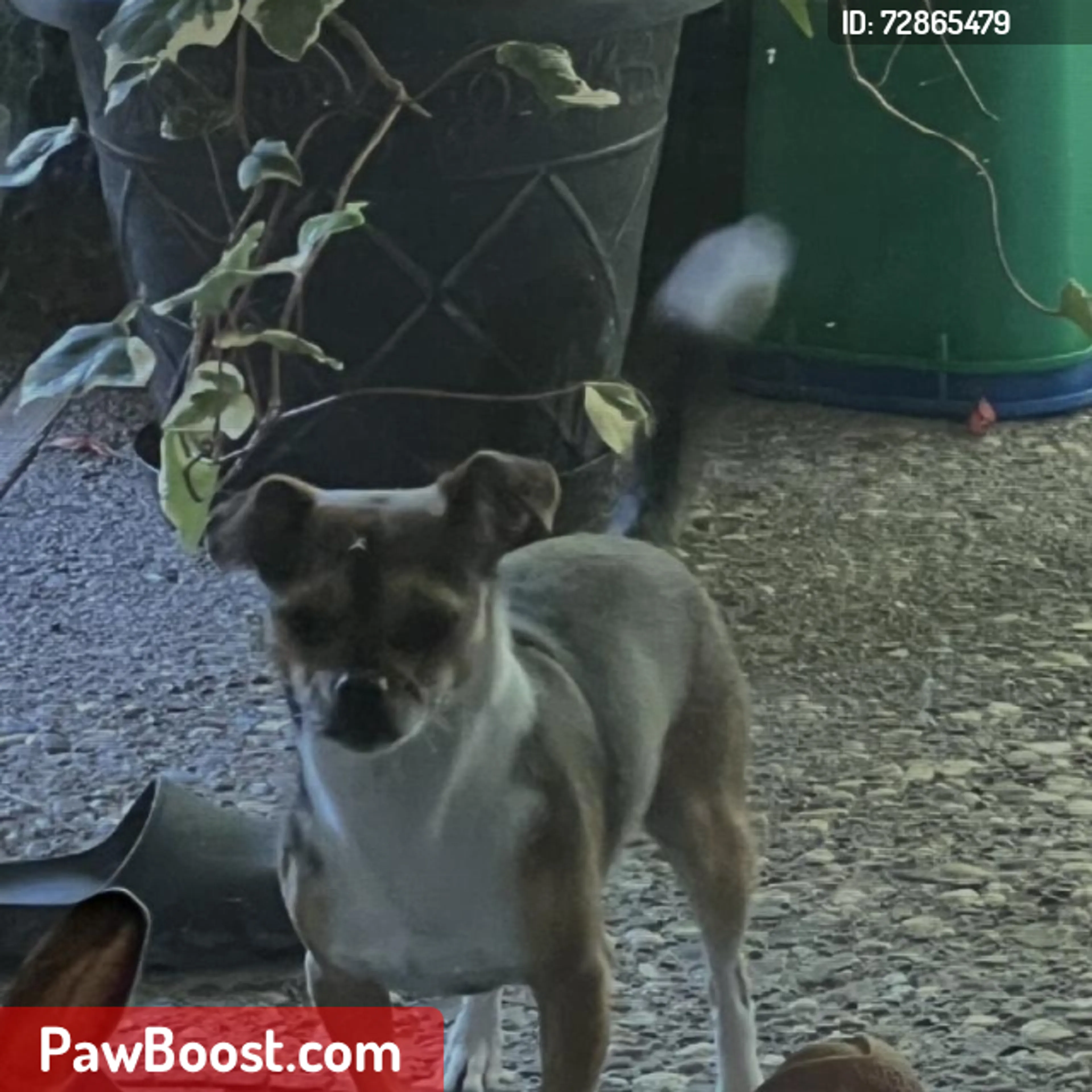 Lost pet
