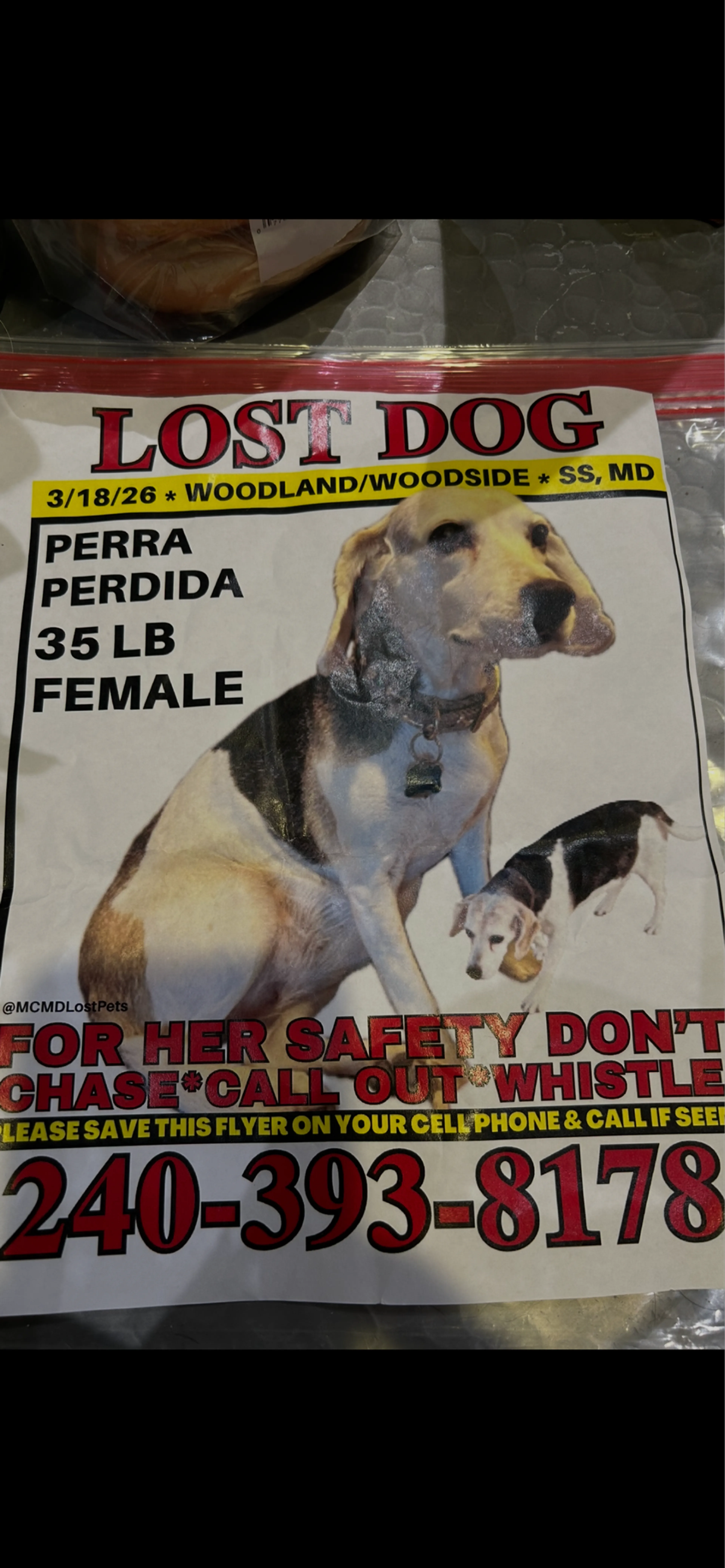 Found pet