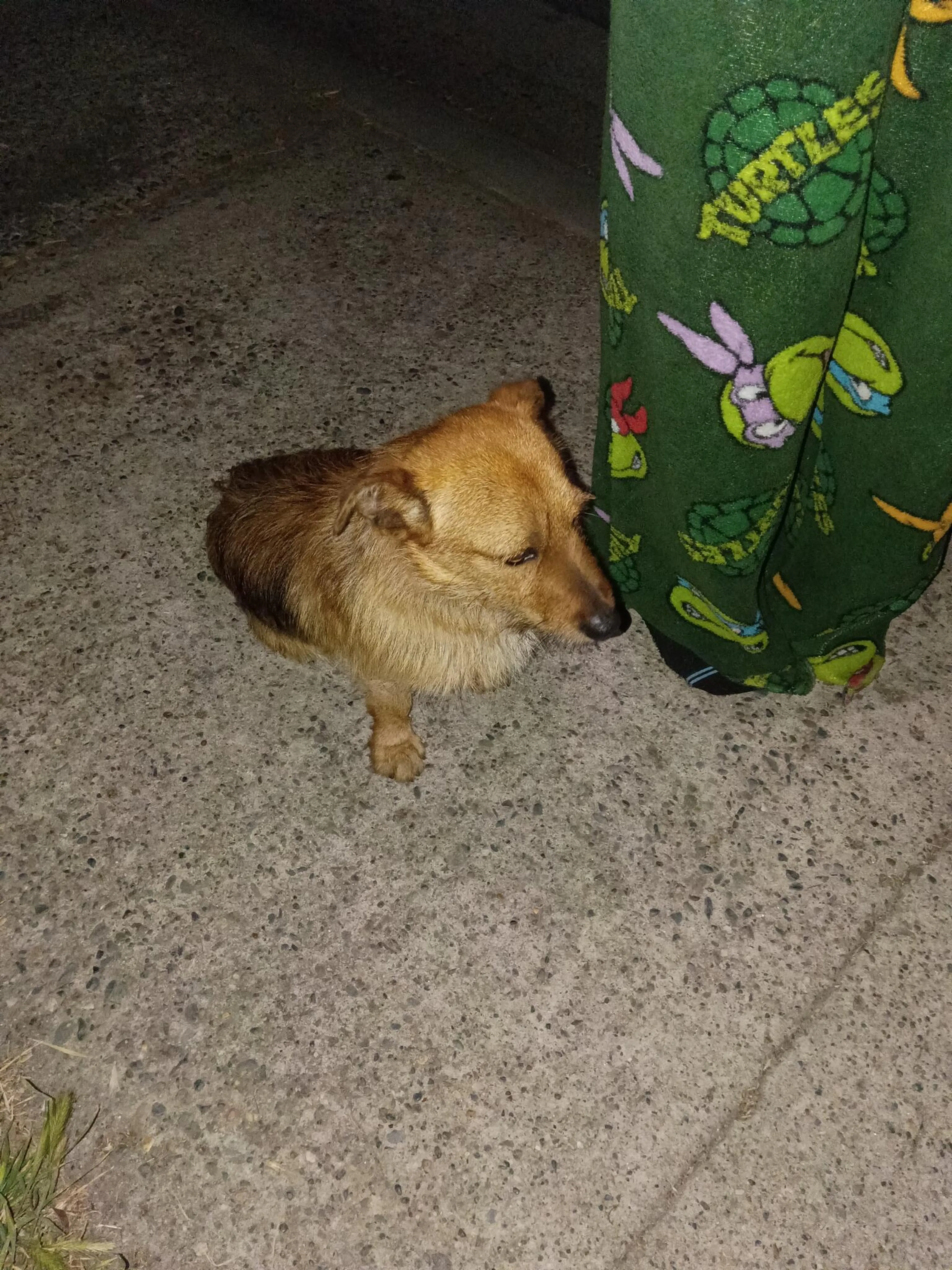 Found pet