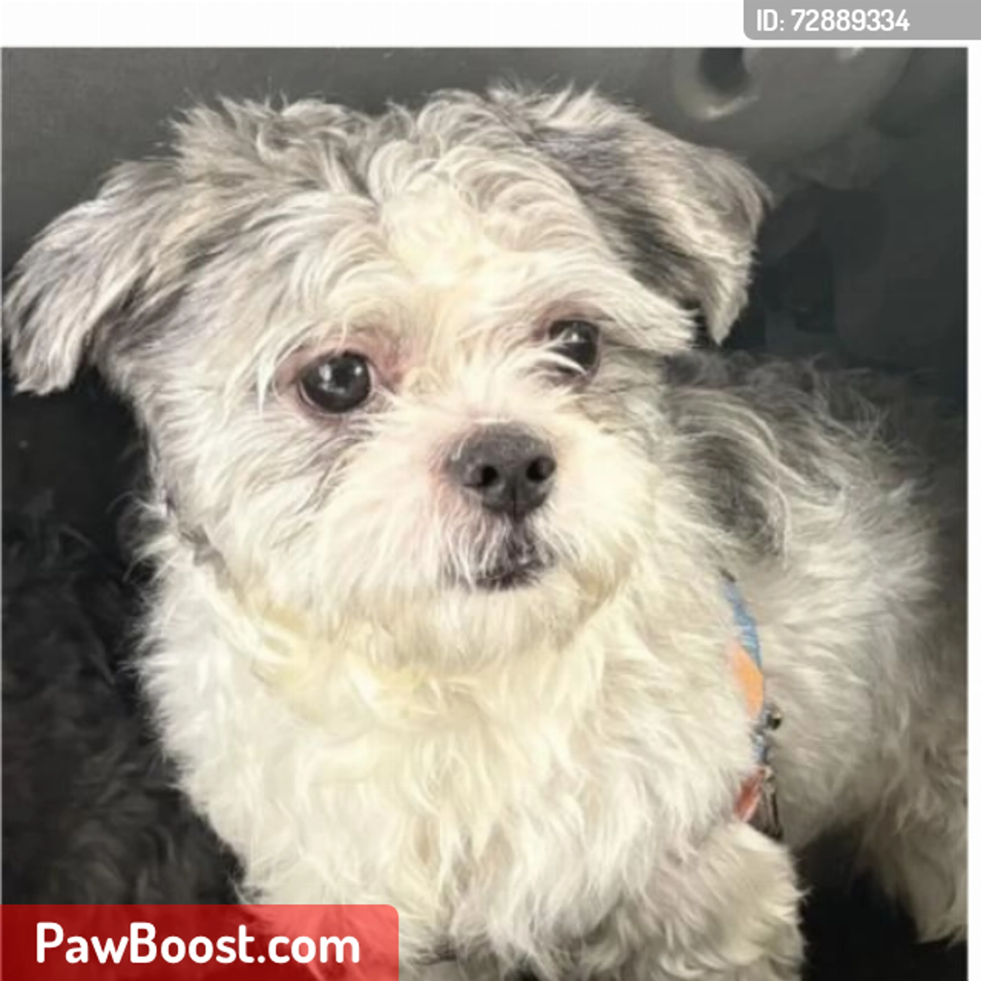 Lost pet