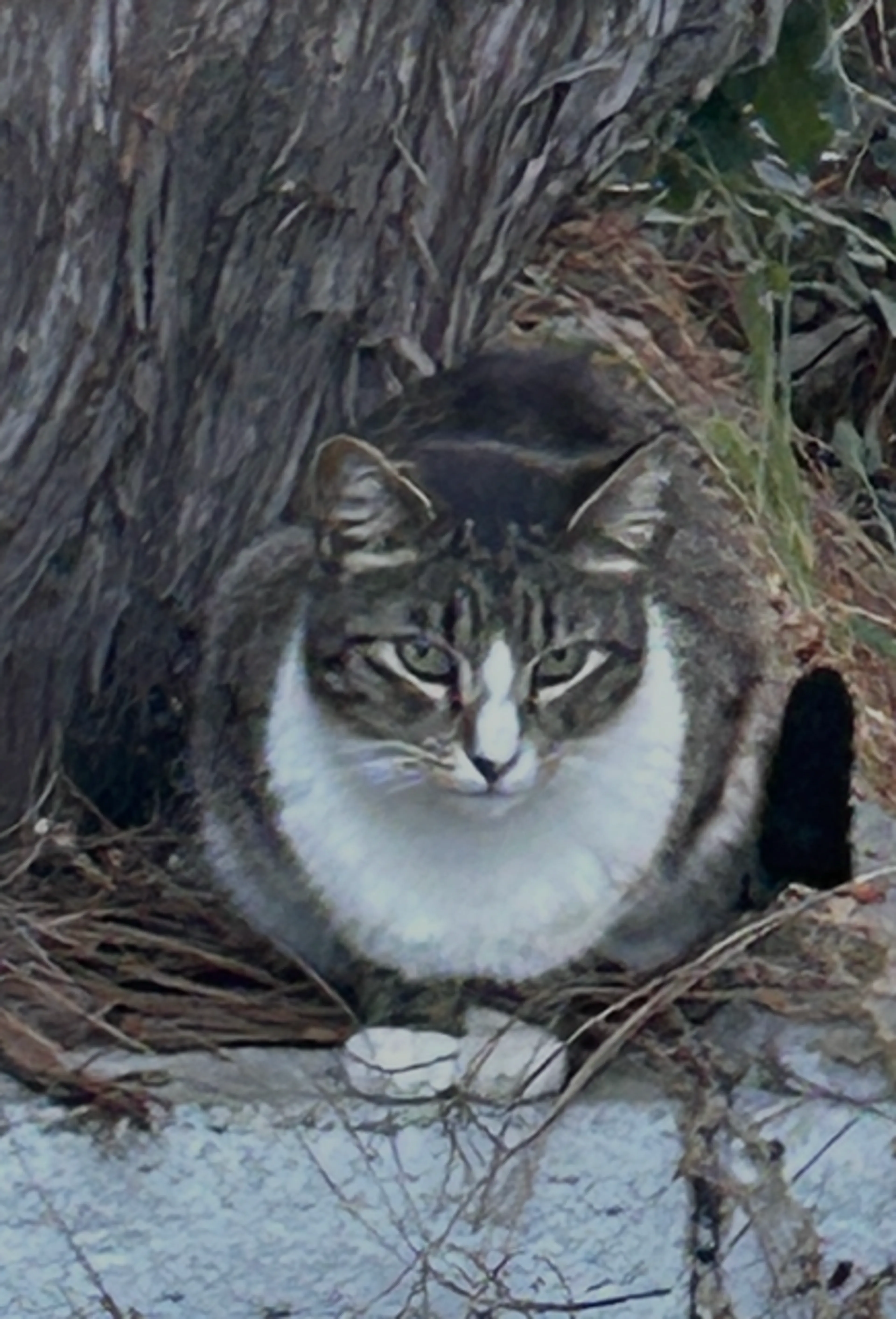 cdn image
