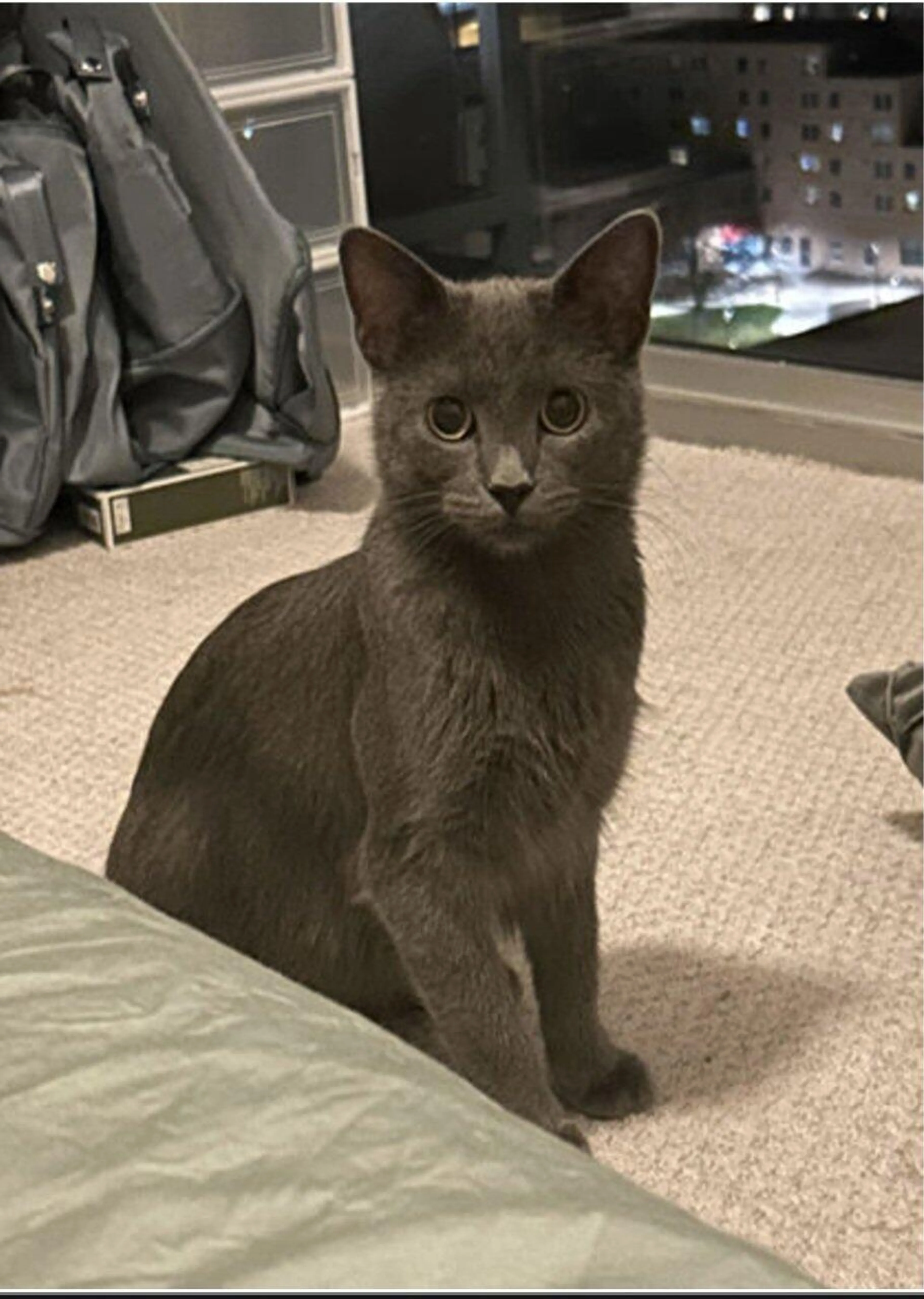 Lost pet
